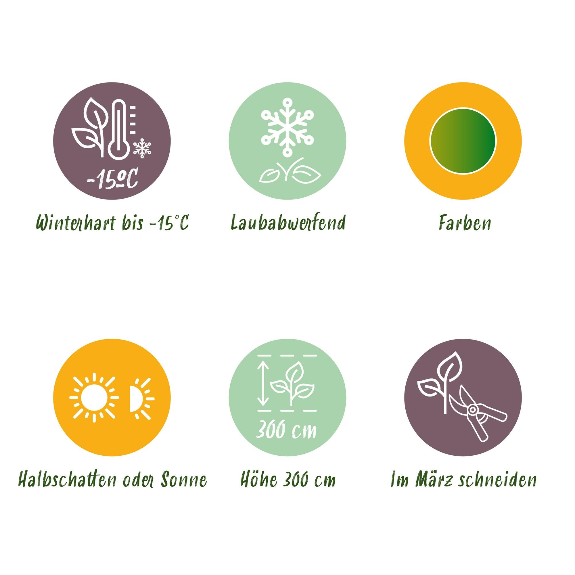 Acer Palmatum 'Metamorphosa' – japansk ahorn, løvfældende – 19 cm potte, 70 cm høj