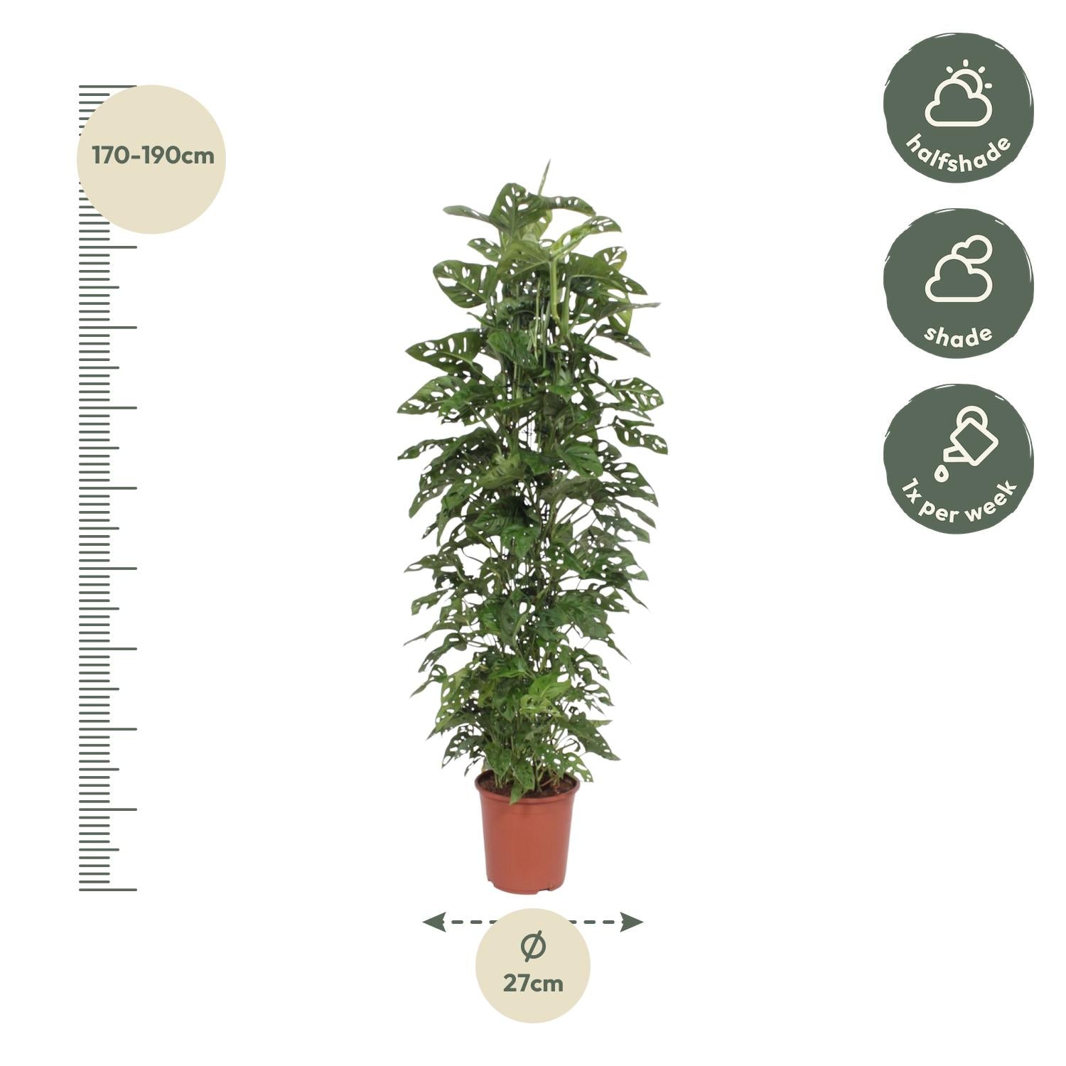 Monstera Abeblad – Vindueblad - 30-180 cm