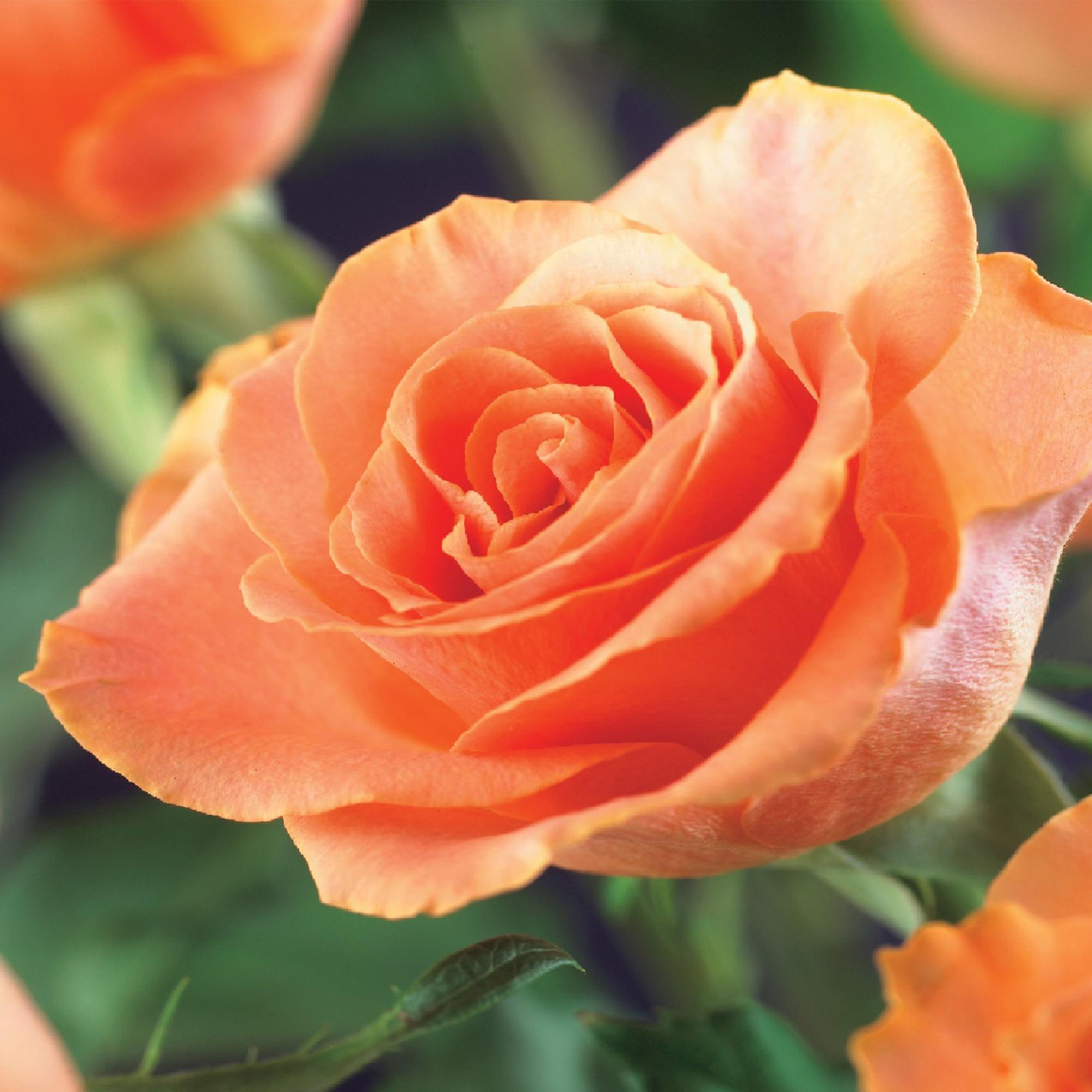 Rosa ‘Orange Climber’ – Kletterrose mit orangefarbenen Blüten, 2 Pflanzen, 40 cm Höhe