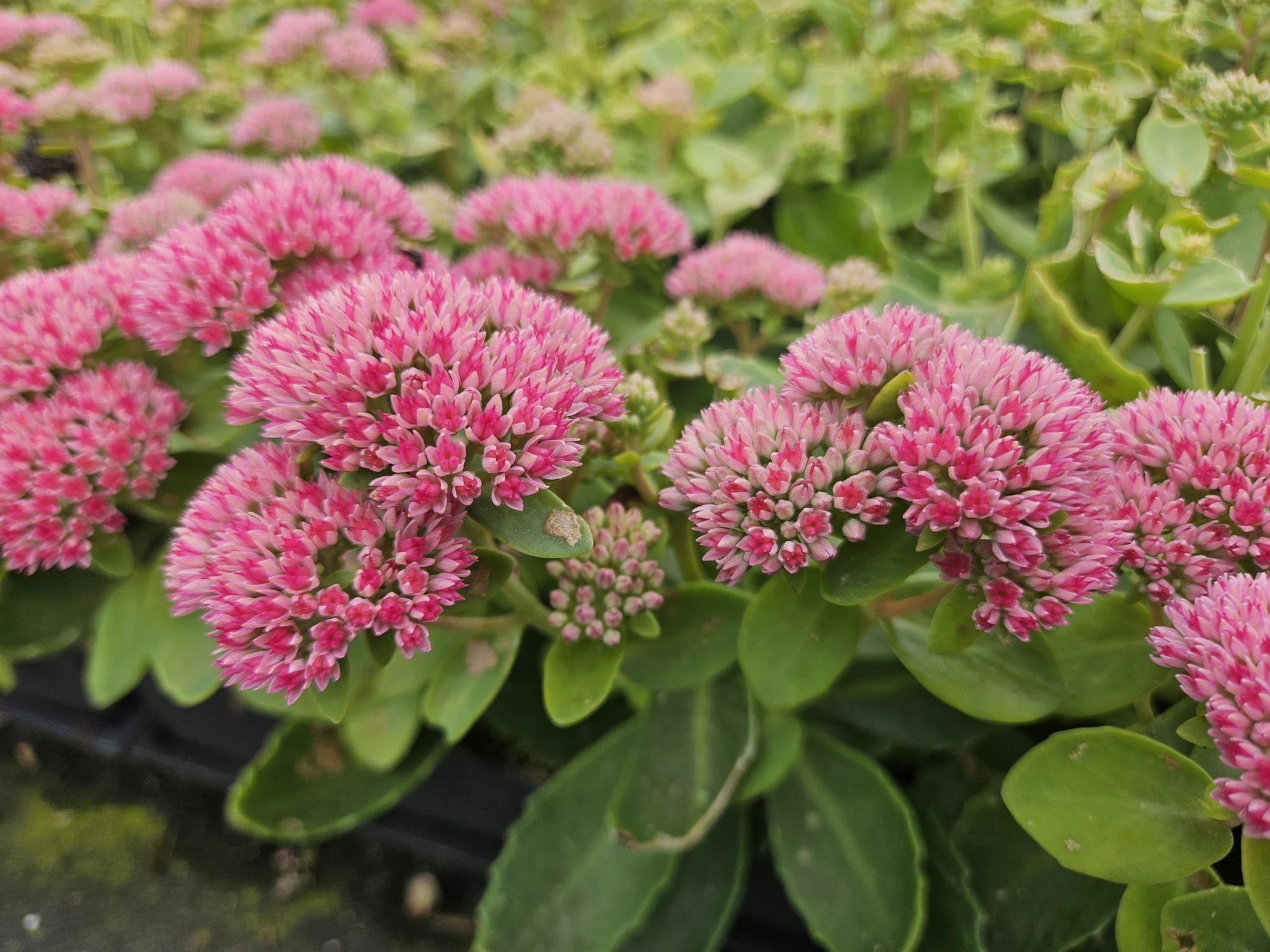 20x Sedum 'Herbstfreude' - ↕10-25cm - Ø9cm