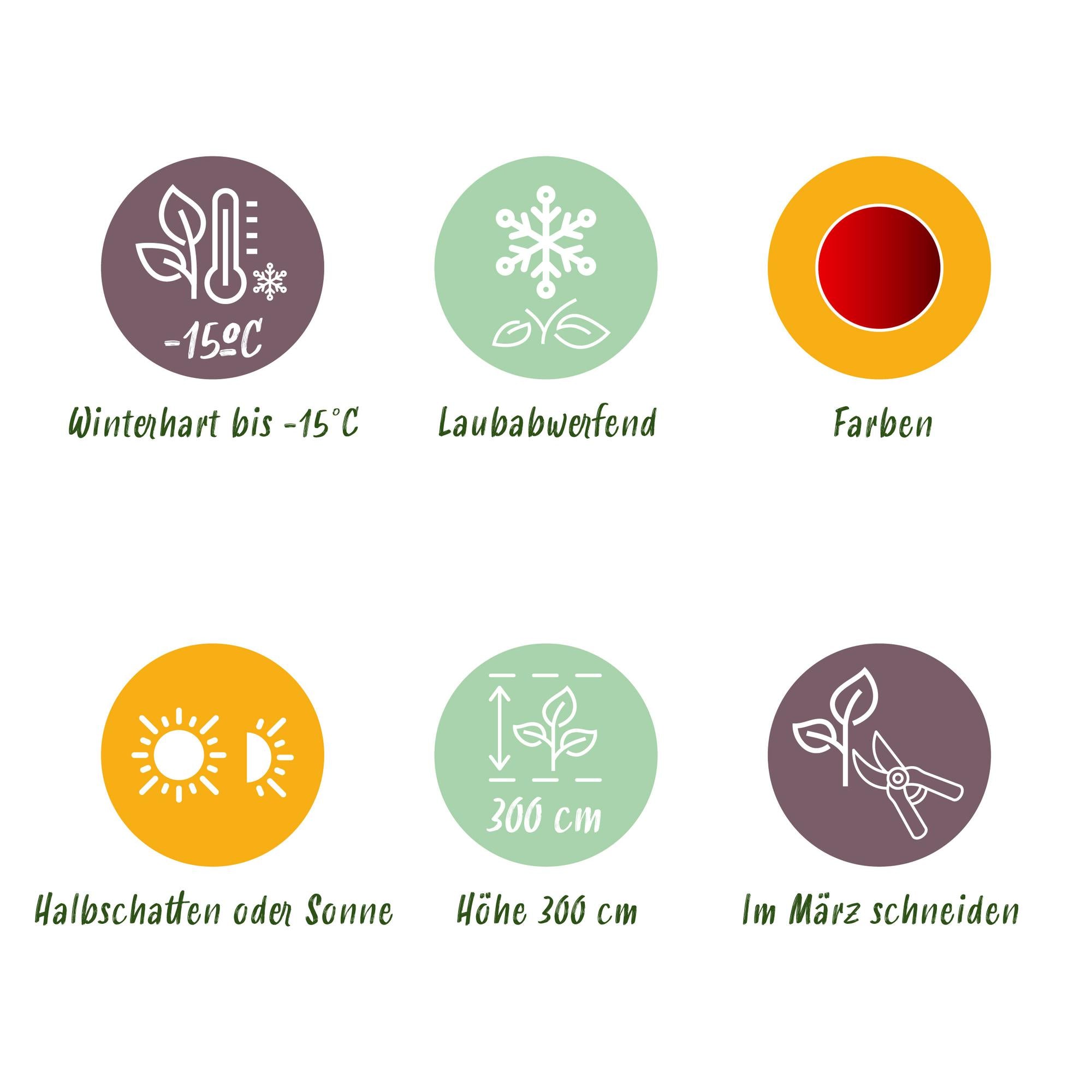 Japansk ahorn 'Sumi-nagashi' – rød, løvfældende, 19 cm potte, 70 cm høj