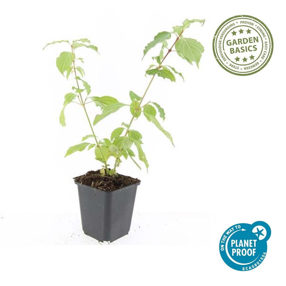 12x Cornus sang. 'Annys vinterappelsin' - ↕10-25cm - Ø9cm