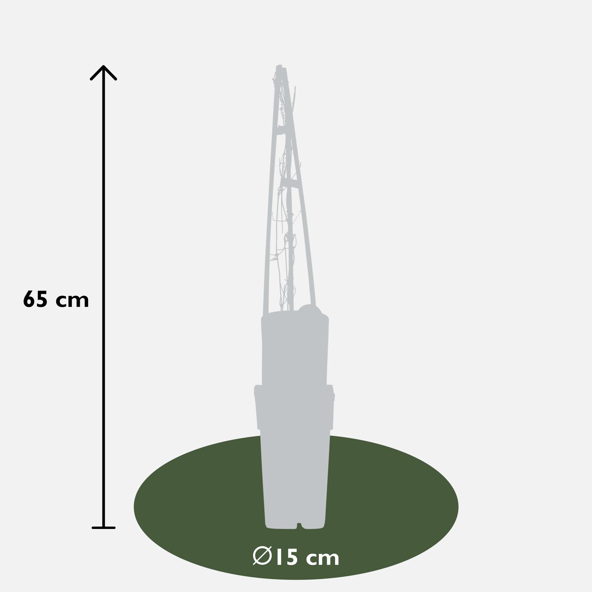 Lematis 'Miss Bateman' – hvide blomster, 15 cm potte, 65 cm højde