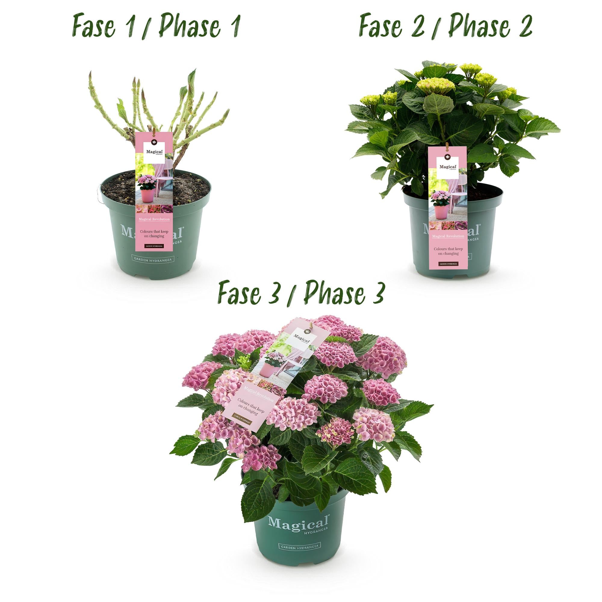 Hortensia 'Magical Revolution' Pink – Hortensia, 6-10 blomster – 23 cm potte, 55 cm høj
