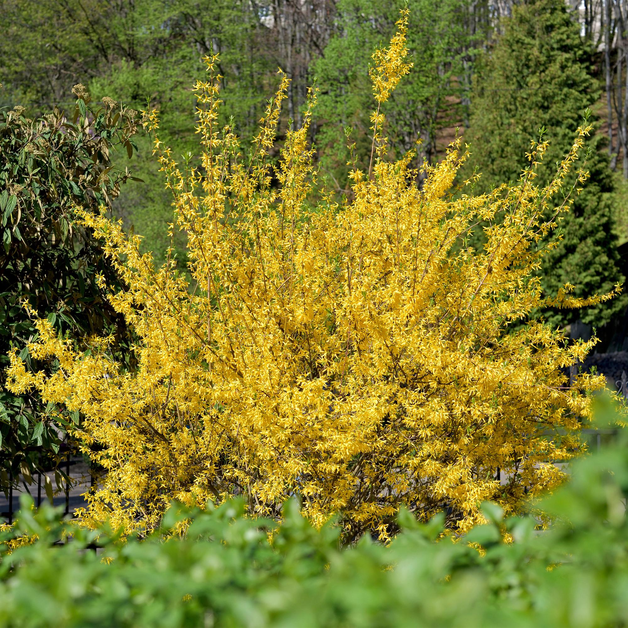 Forsythia 'Goldrauch' – gulblomstrende busk, 1 plante, 17 cm potte, 45 cm høj