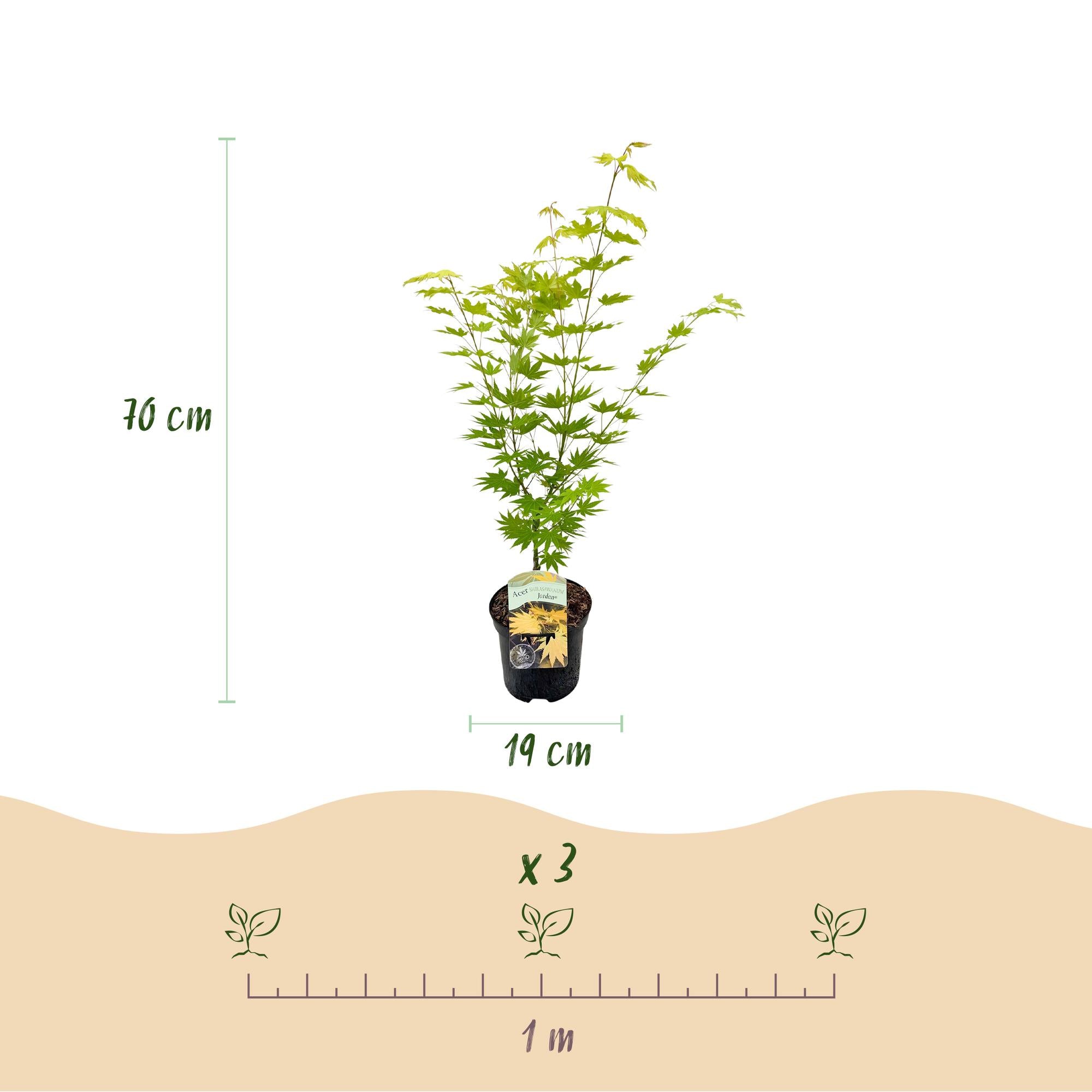 Acer Palmatum 'Jordan' – japansk ahorn, løvfældende – 19 cm potte, 70 cm høj