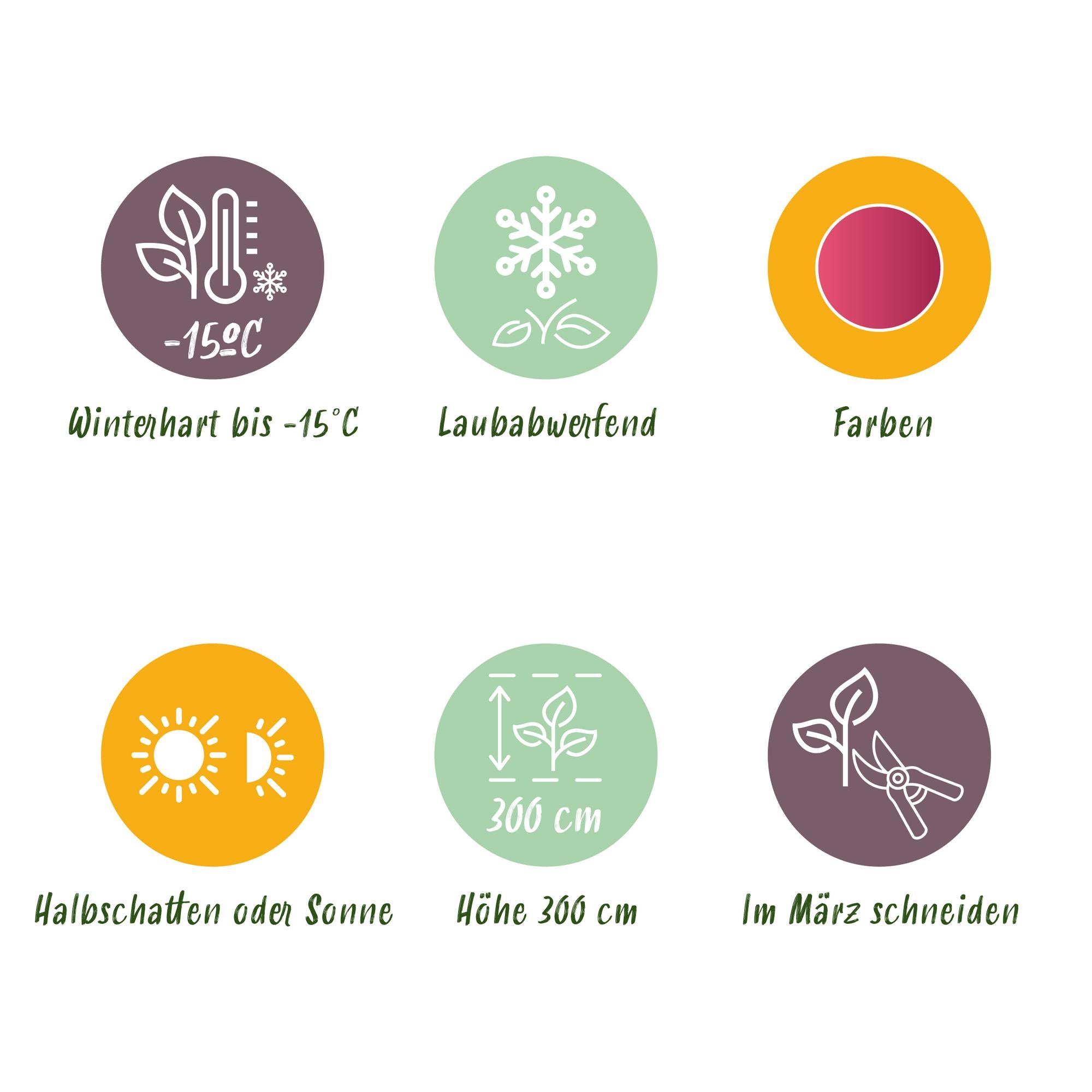 Acer Palmatum 'Iyoshi' – japansk ahorn, løvfældende – 19 cm potte, 70 cm høj