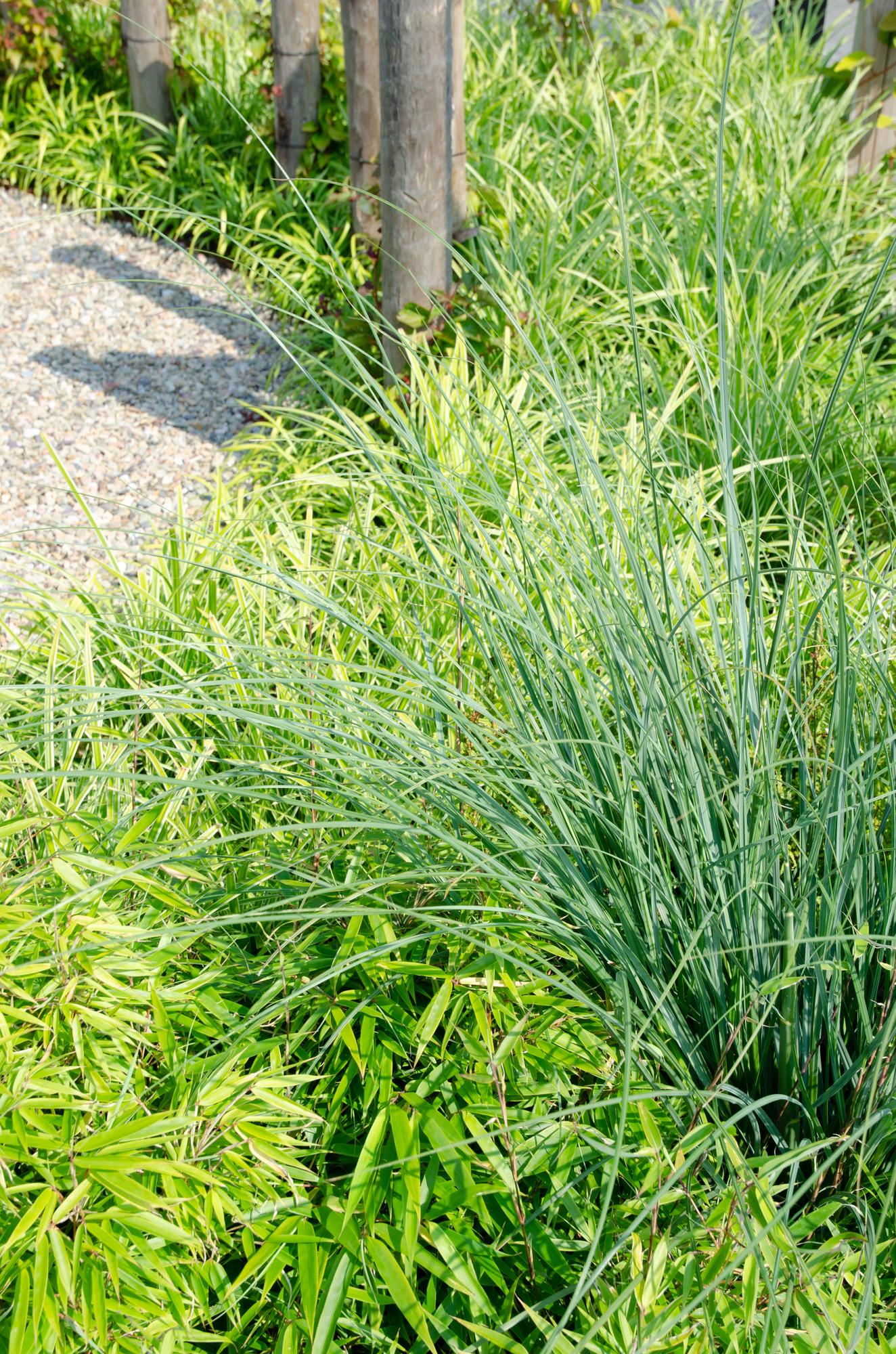 Fargesia rufa – klumpdannende havebambus i forskellige højder