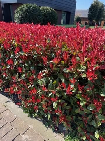 Photinia Fraseri 'Carré Rouge' – Rød Photinia, 8 planter - 9 cm potte, 30-35 cm høj