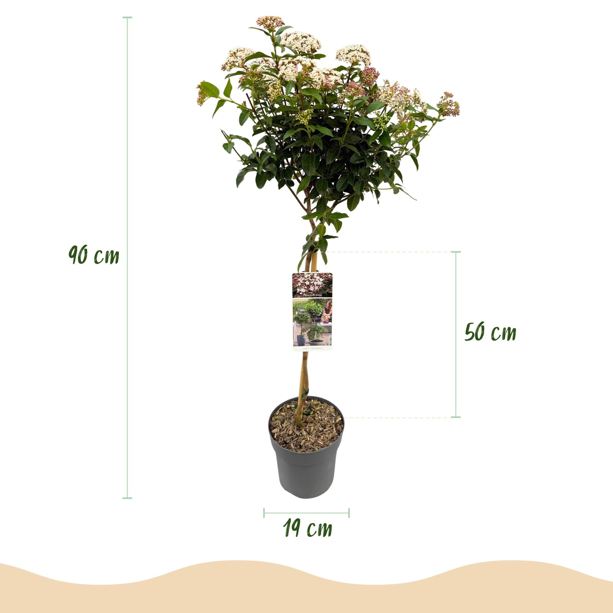 Viburnum tinus 'Eve Price' standard – terrasseplante, hårdfør, 19 cm potte, 90 cm høj