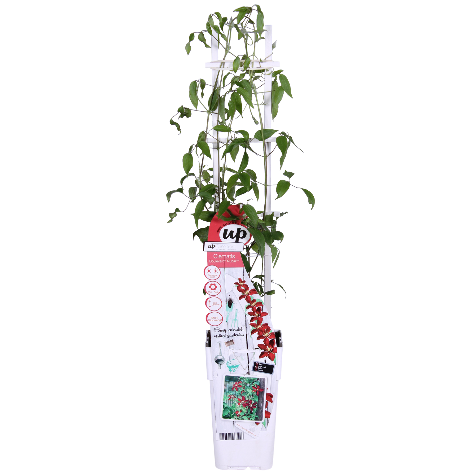 Clematis ‘Nubia’ (Evison-Serie) – rotblühende Clematis, Ø15 cm, 65 cm hoch