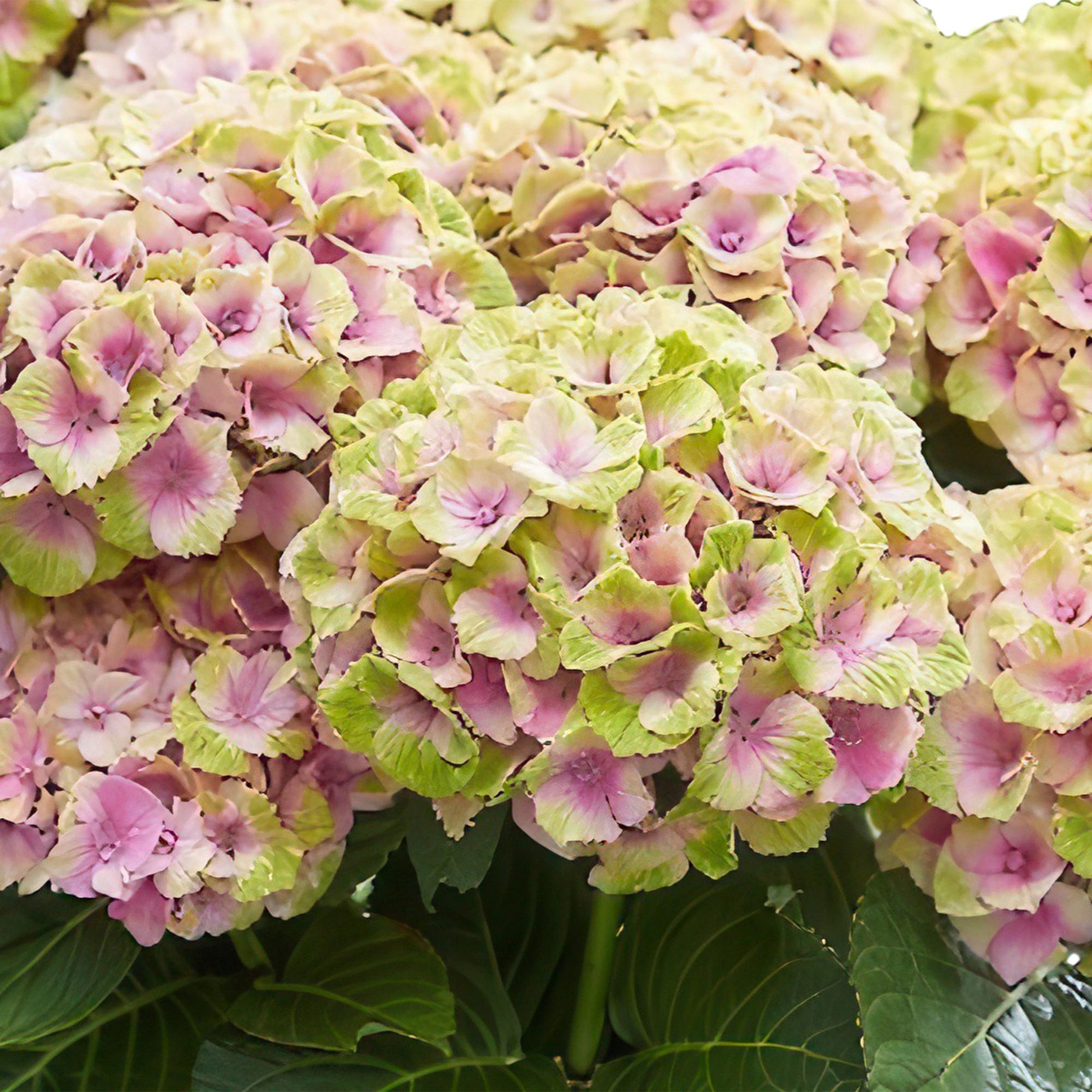 Hortensia 'Magical Jewel Pink' – lyserød hortensia til altan og have, 23 cm potte, 55 cm højde
