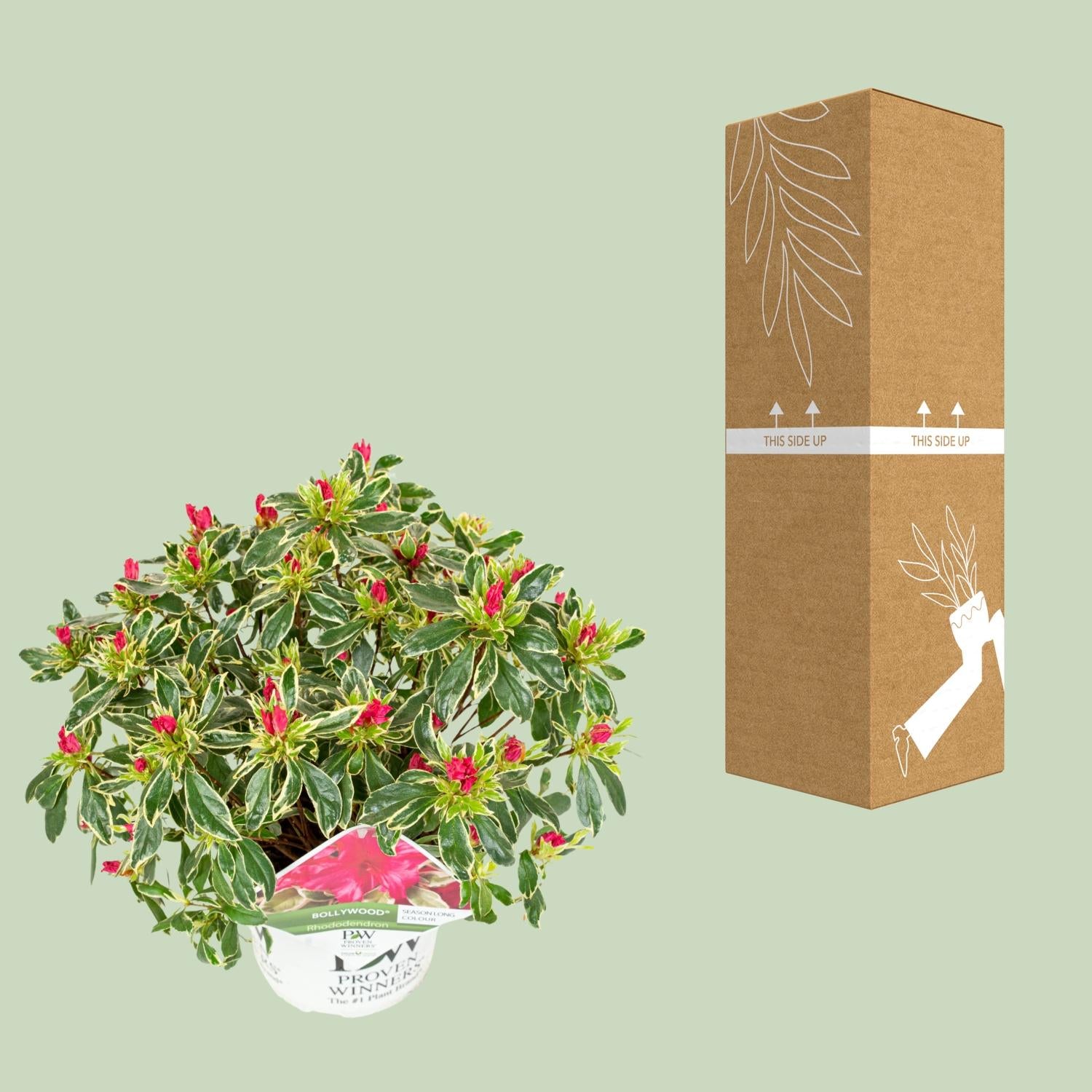 hododendron ‘Bollywood’ – immergrün, 19 cm Topf, 30 cm Höhe