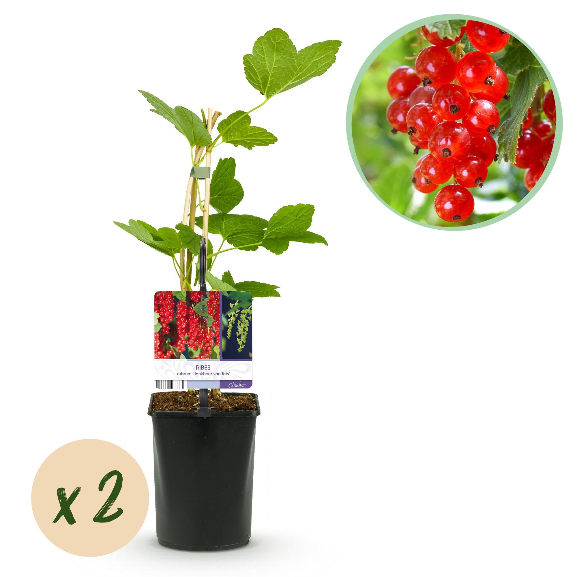 Rødbær (Ribes rubrum) – 2 planter, ca. 40 cm, potte Ø 11 cm