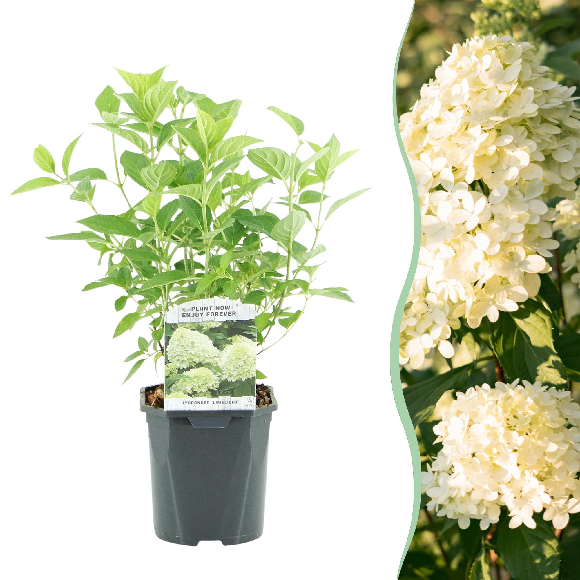 Panikhortensia 'Limelight' – cremehvide blomster, i en 17 cm potte, 50 cm høj
