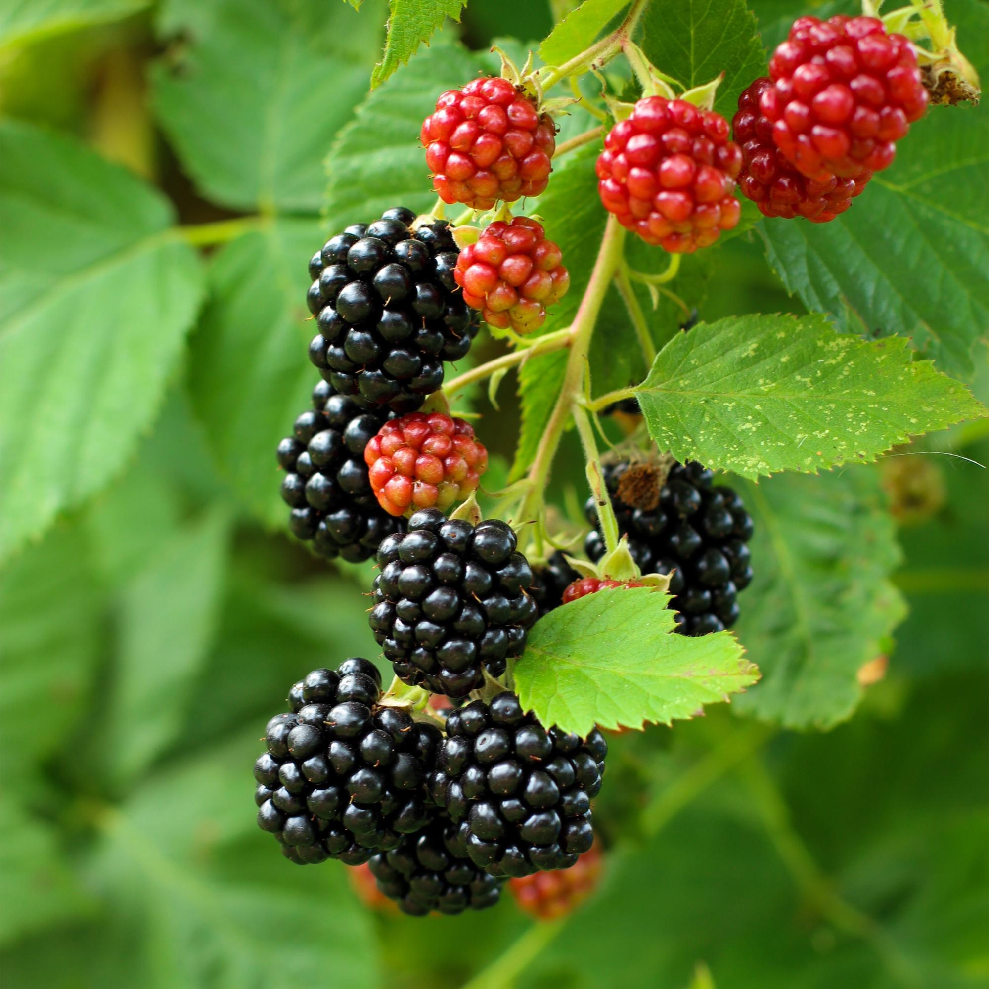 Thornless blackberry “Black Satin” – 2 plants in an 11 cm pot (approx. 40 cm)