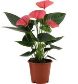 Anthurium – Flamingoblomst - forskellige farver og størrelser - 35-90 cm