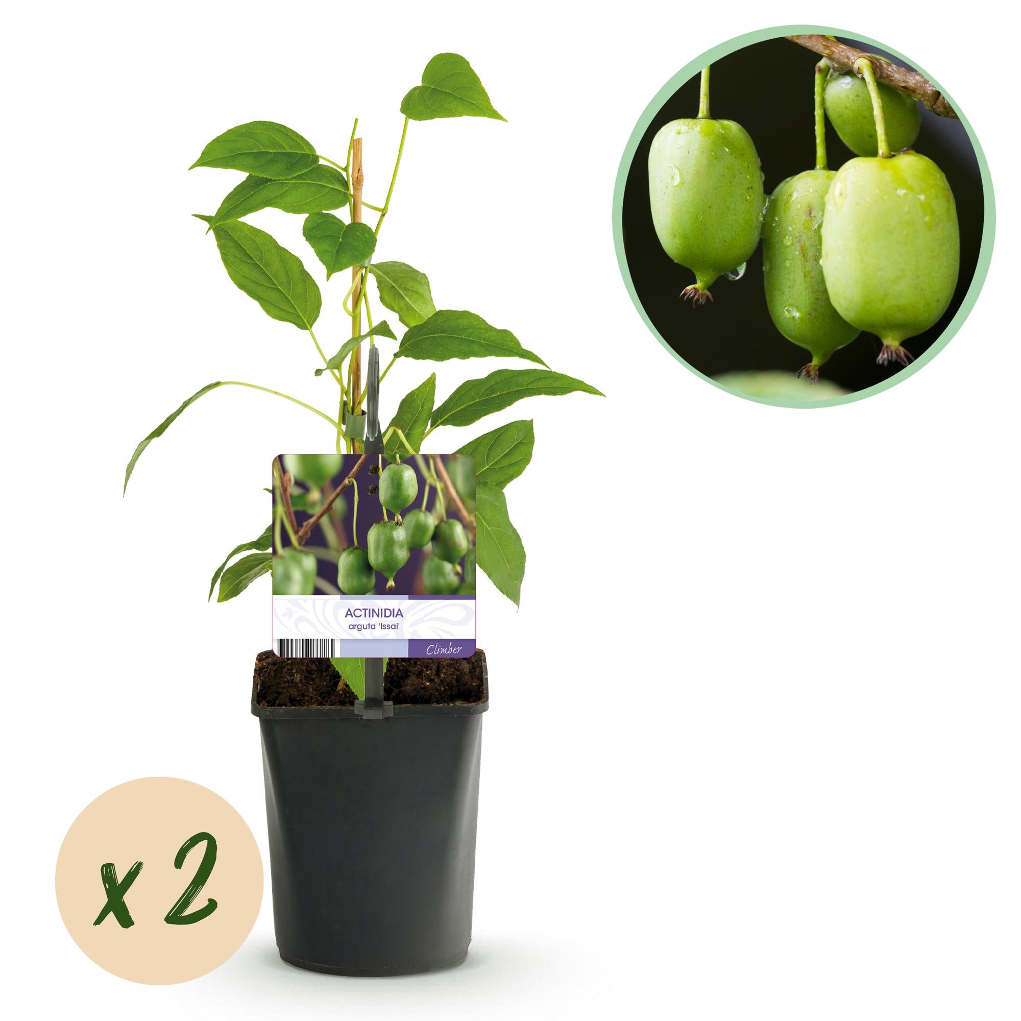Mini kiwi “Issai” – Actinidia arguta, 2 planter, 11 cm potte, ca. 40 cm højde