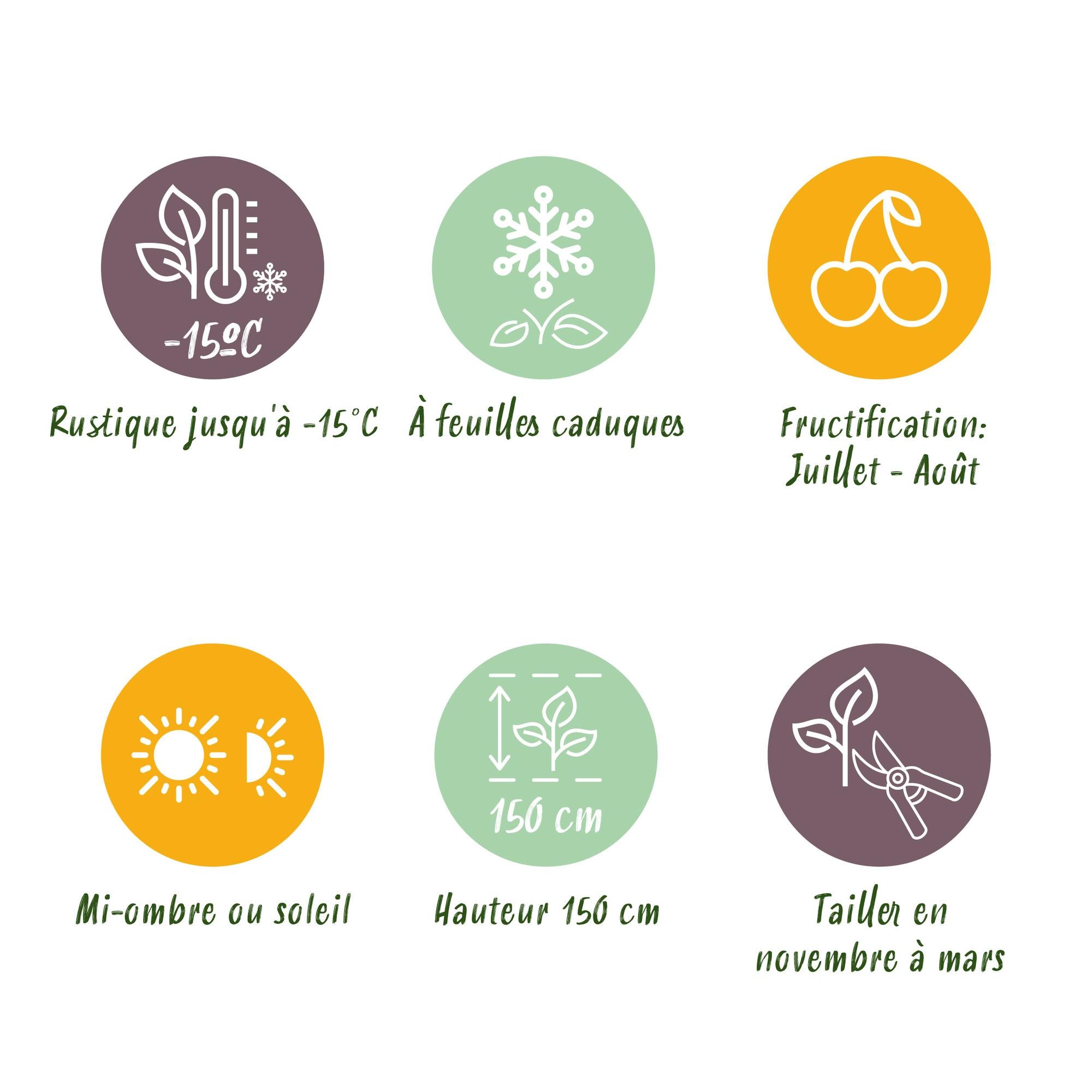 Torneløse brombær “Triple Crown” – 2 planter, 11 cm potte, ca. 40 cm