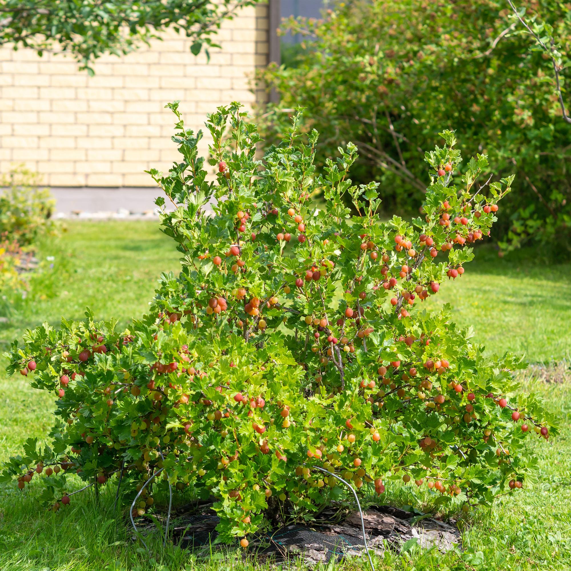 Rød stikkelsbær “Hinnomäki Röd” – 2 planter i en 11 cm potte (ca. 40 cm)