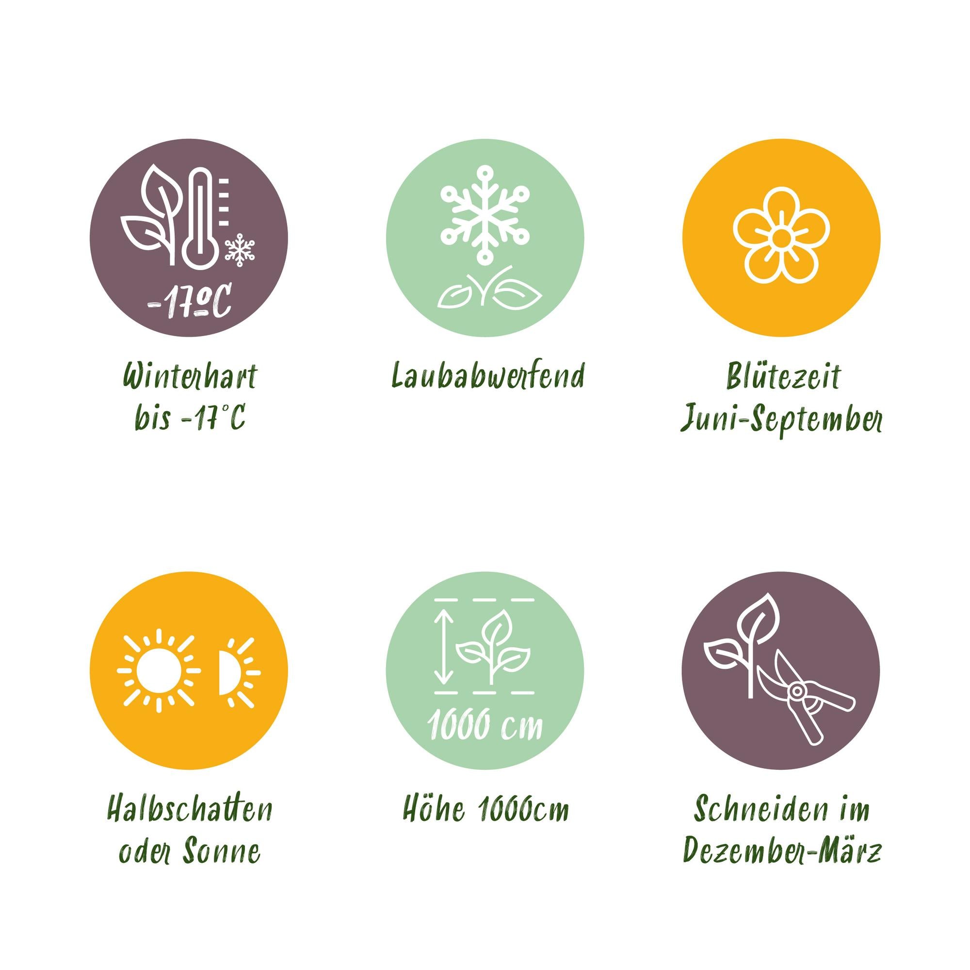 Klatrerose 'White Climber' – hvide blomster, nem at passe, 2 planter i en 11 cm potte, 40 cm høj