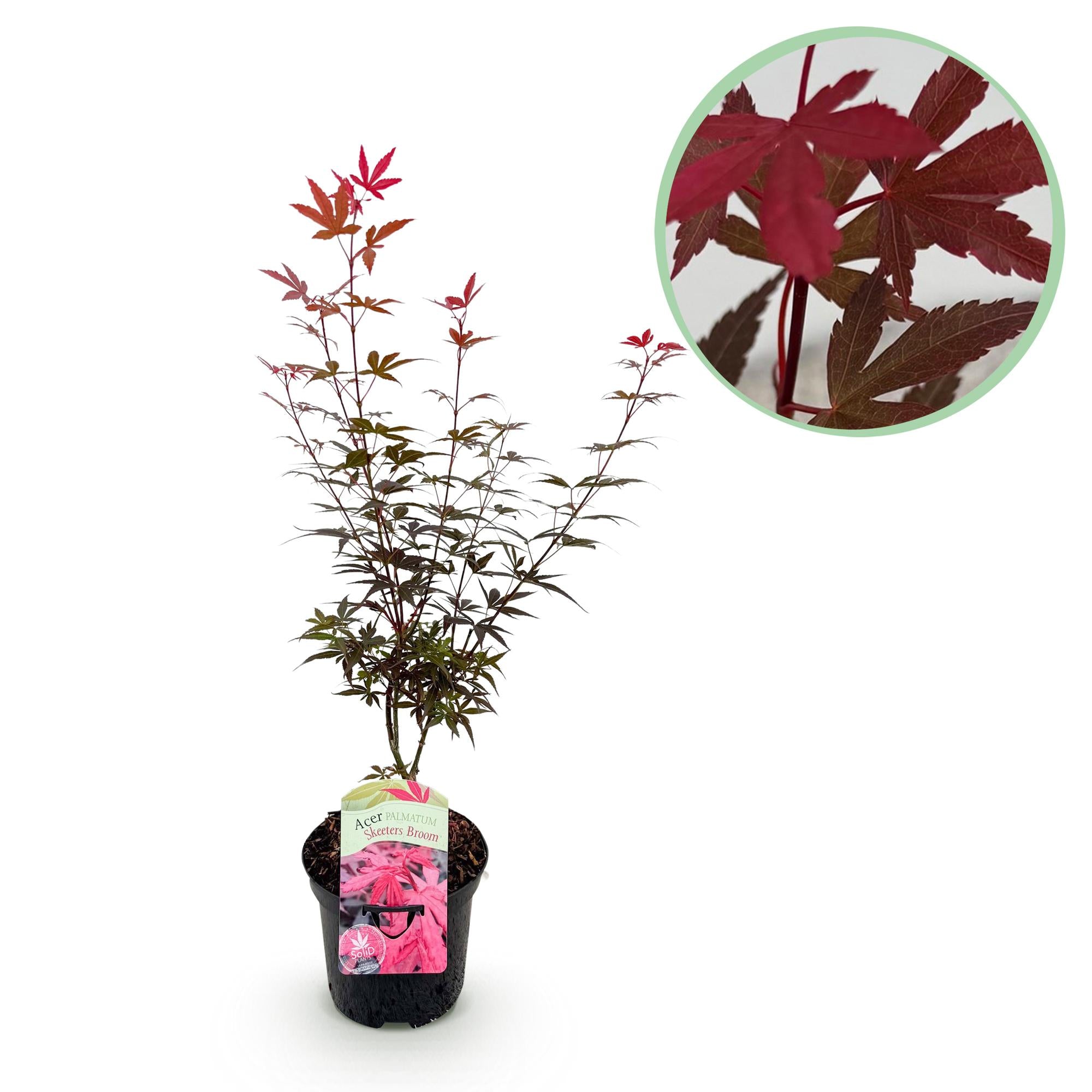 Japansk ahorn 'Skeeter's Broom' – løvfældende, 19 cm potte, 70 cm høj