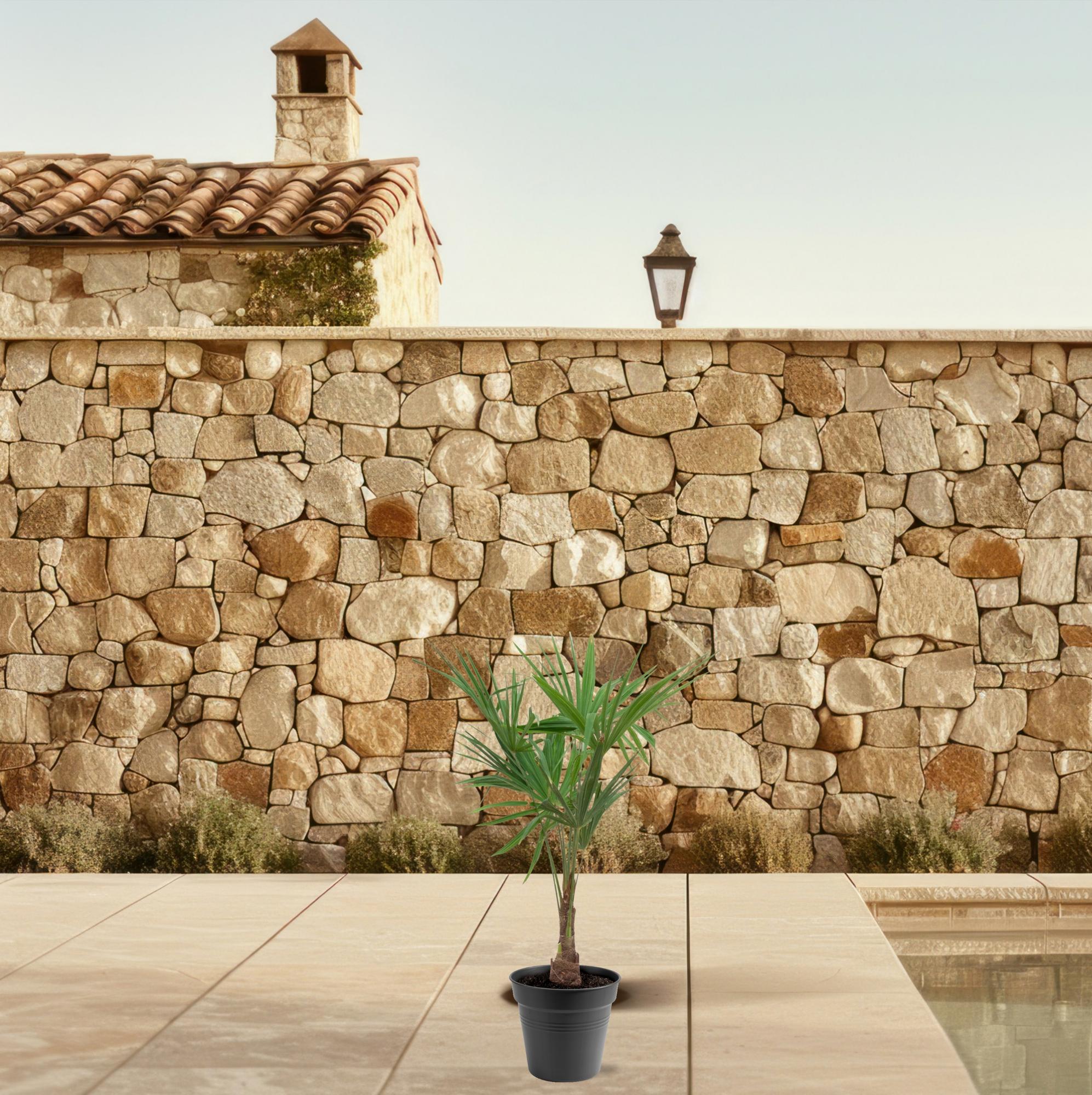 Trachycarpus fortunei – robust, hårdfør palme, 21 cm potte, 90-100 cm højde