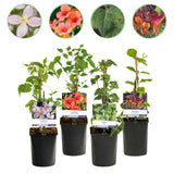 Regnbueformede klatreplanter – 4 farverige sorter til have og terrasse, 11 cm potte, 40 cm høj