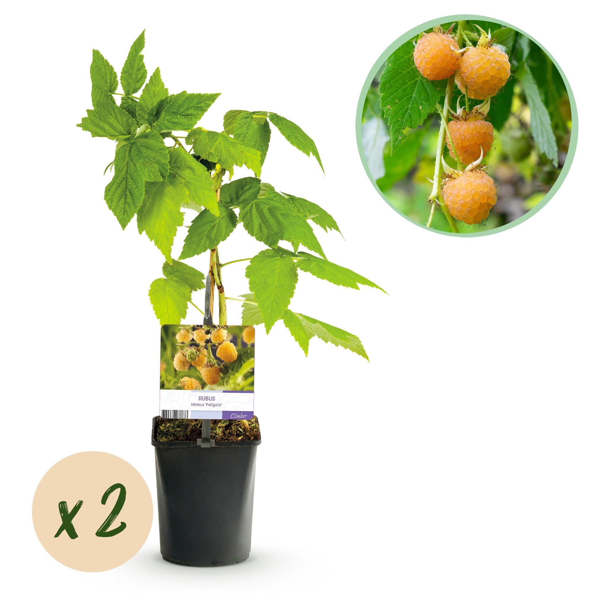Gelbe Himbeere „Fallgold“ (Rubus idaeus) – 2 Pflanzen im 11 cm Topf, ca. 40 cm