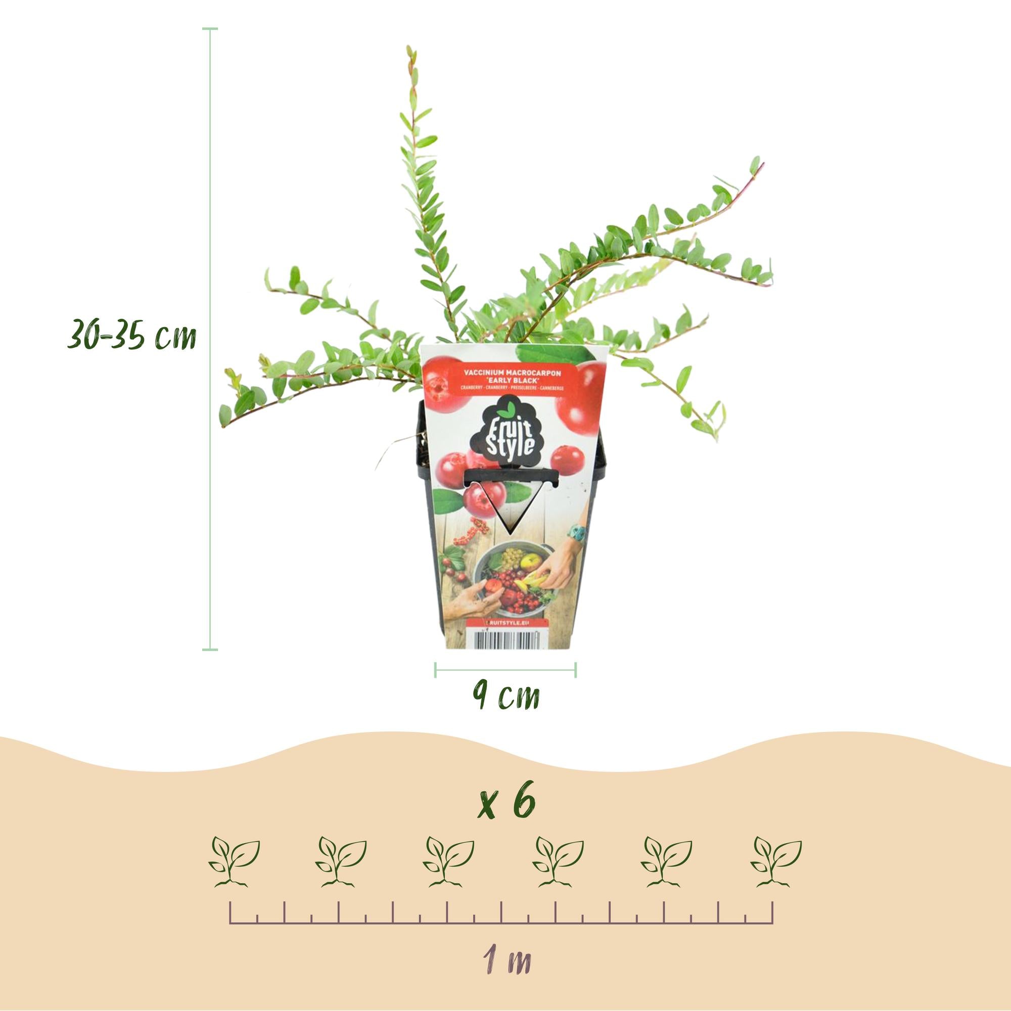 Blåbær ‘Early Black’ (Vaccinium macrophylla) – hårdfør, 3 planter i en 9 cm potte