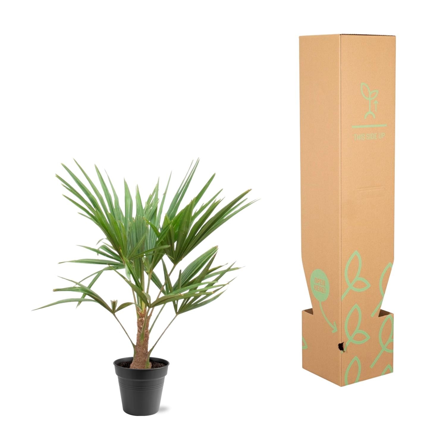 Trachycarpus fortunei – robust, hårdfør palme, 21 cm potte, 90-100 cm højde