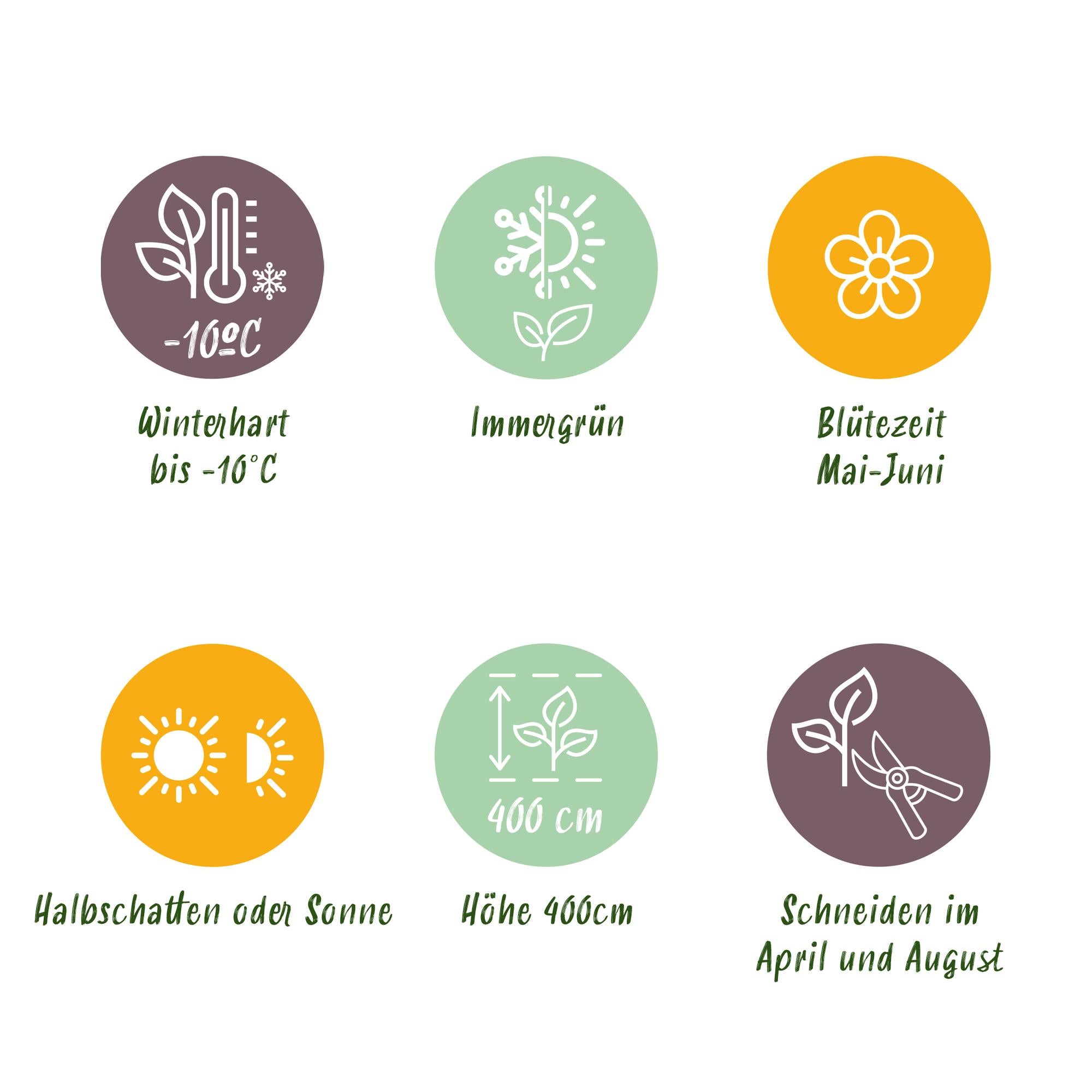 Photinia Fraseri 'Carré Rouge' – Rød Photinia, 8 planter - 9 cm potte, 30-35 cm høj