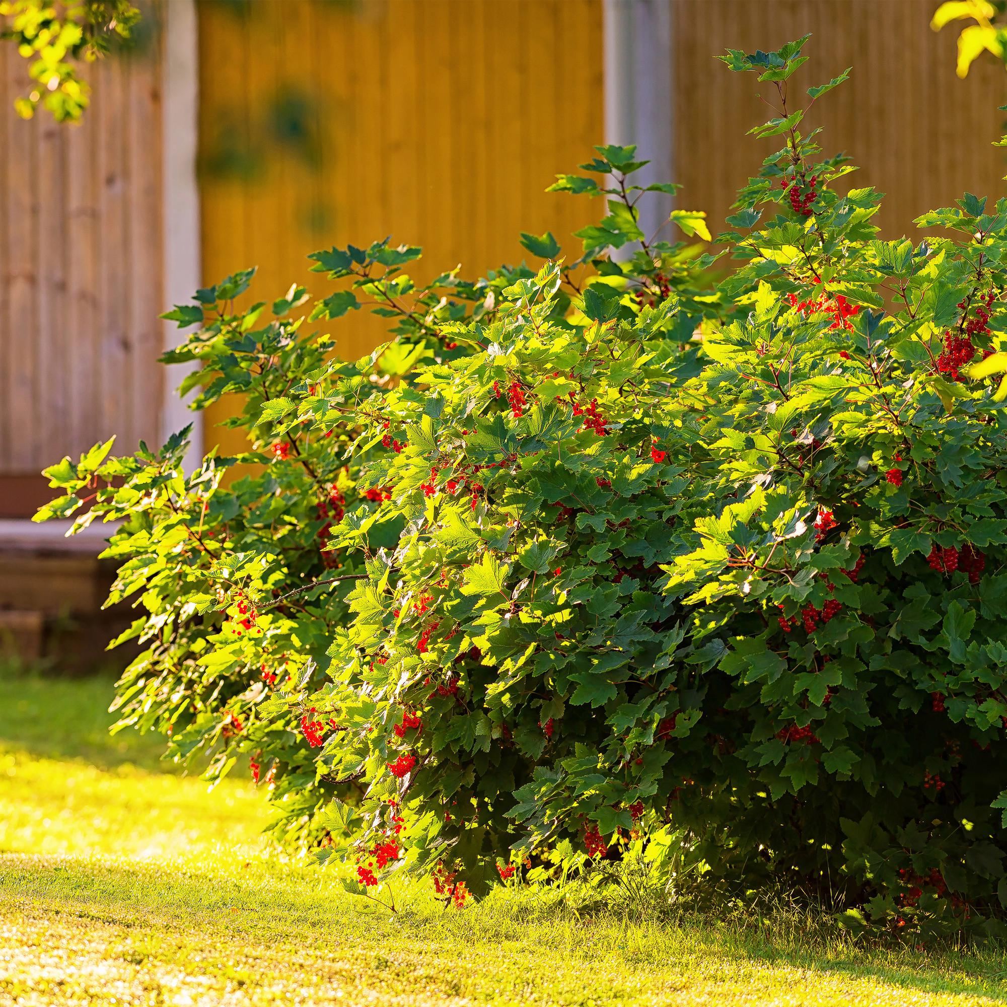 Rødbær (Ribes rubrum) – 2 planter, ca. 40 cm, potte Ø 11 cm