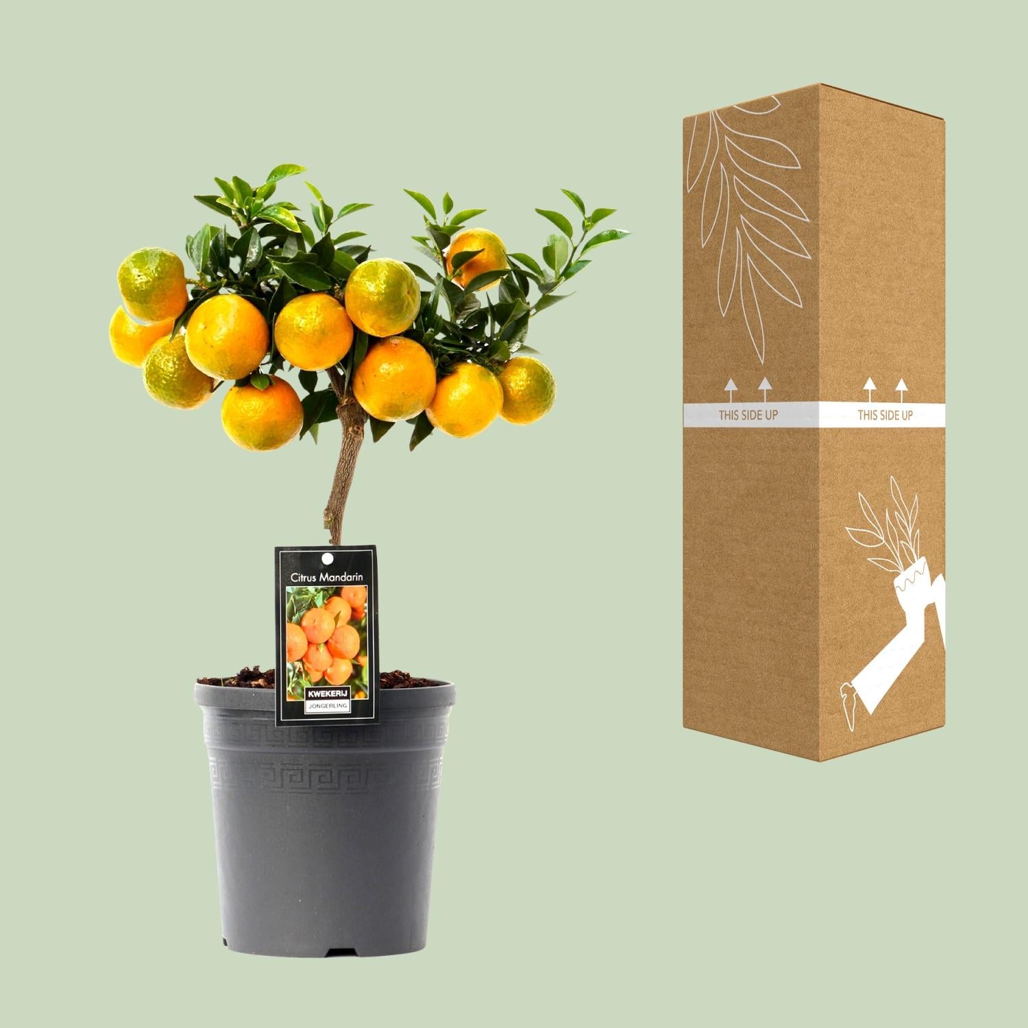 Citrus Mandarin - 16cm pot, 45cm high