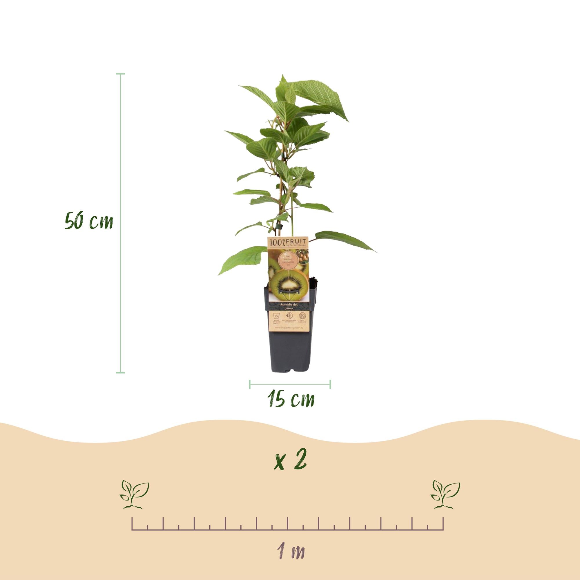 Grøn kiwi “Jenny” – Actinidia deliciosa, 2 planter i en 15 cm potte (højde ca. 50 cm)