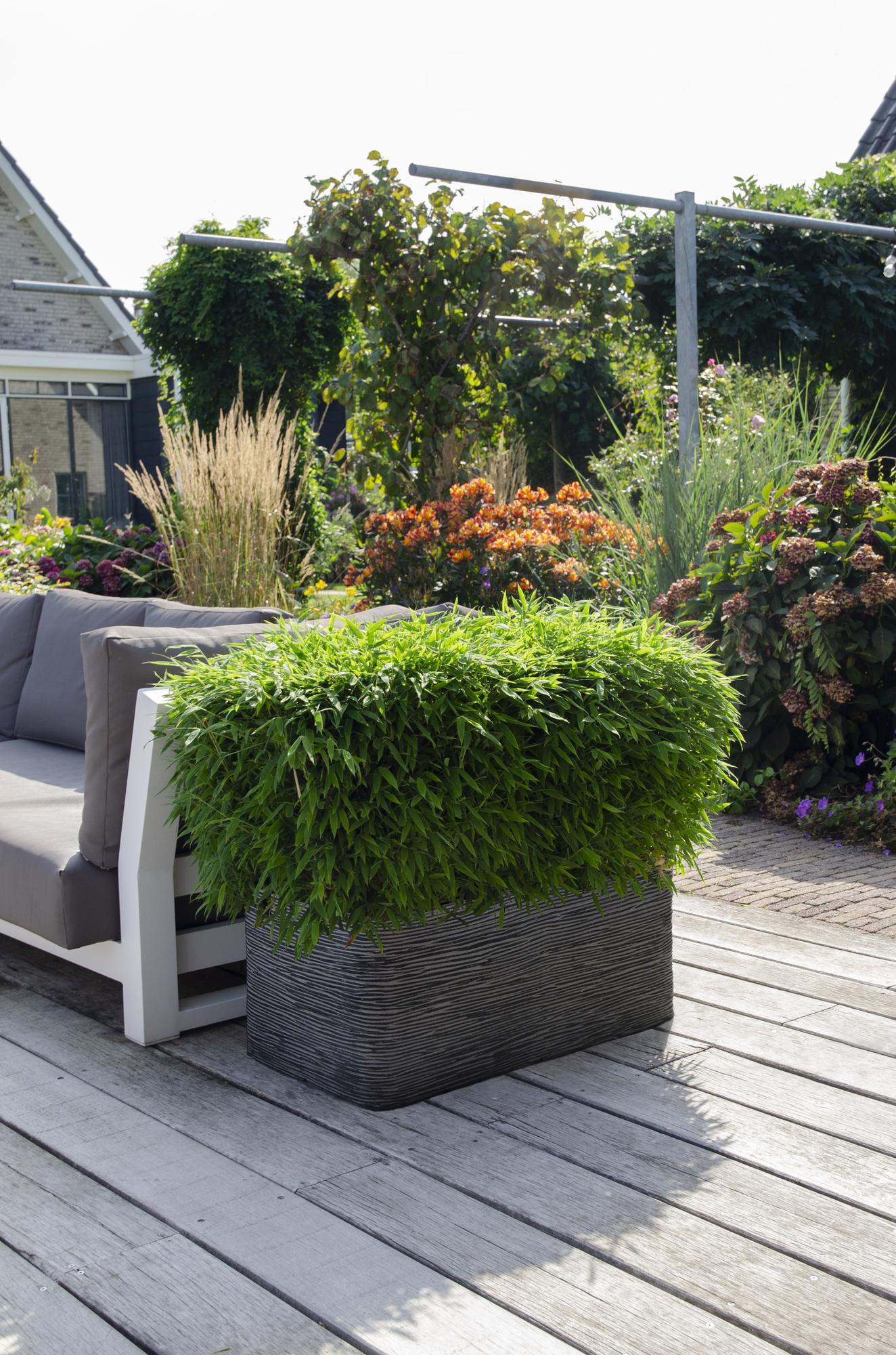 Fargesia 'Moontears'® Boobux – kompakt havebambus, 29 cm potte, 70 cm højde