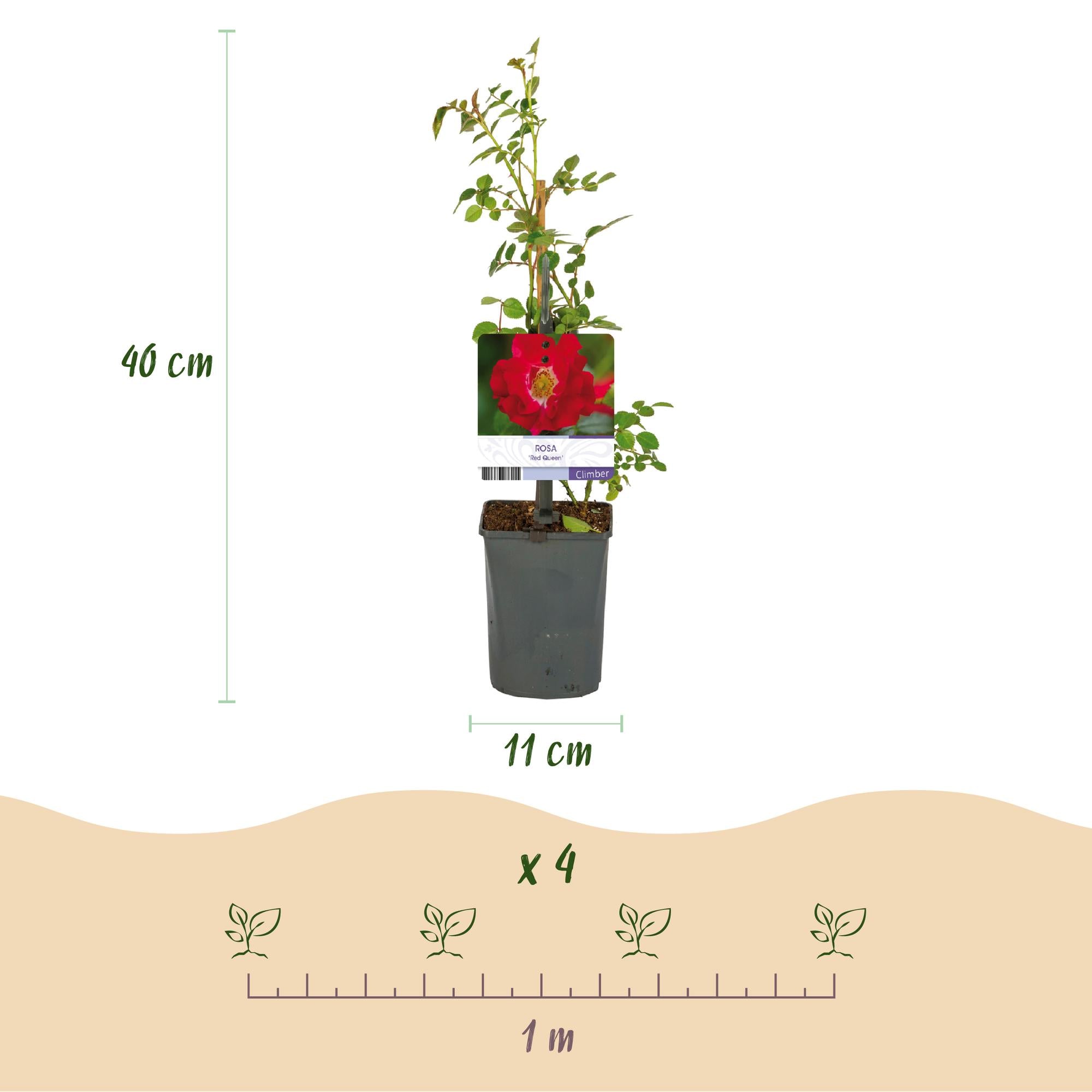 Rosa ‘Red Queen’ – pflegeleichte Kletterrose mit roten Blüten, 2 Pflanzen, 11 cm Topf, 40 cm Höhe