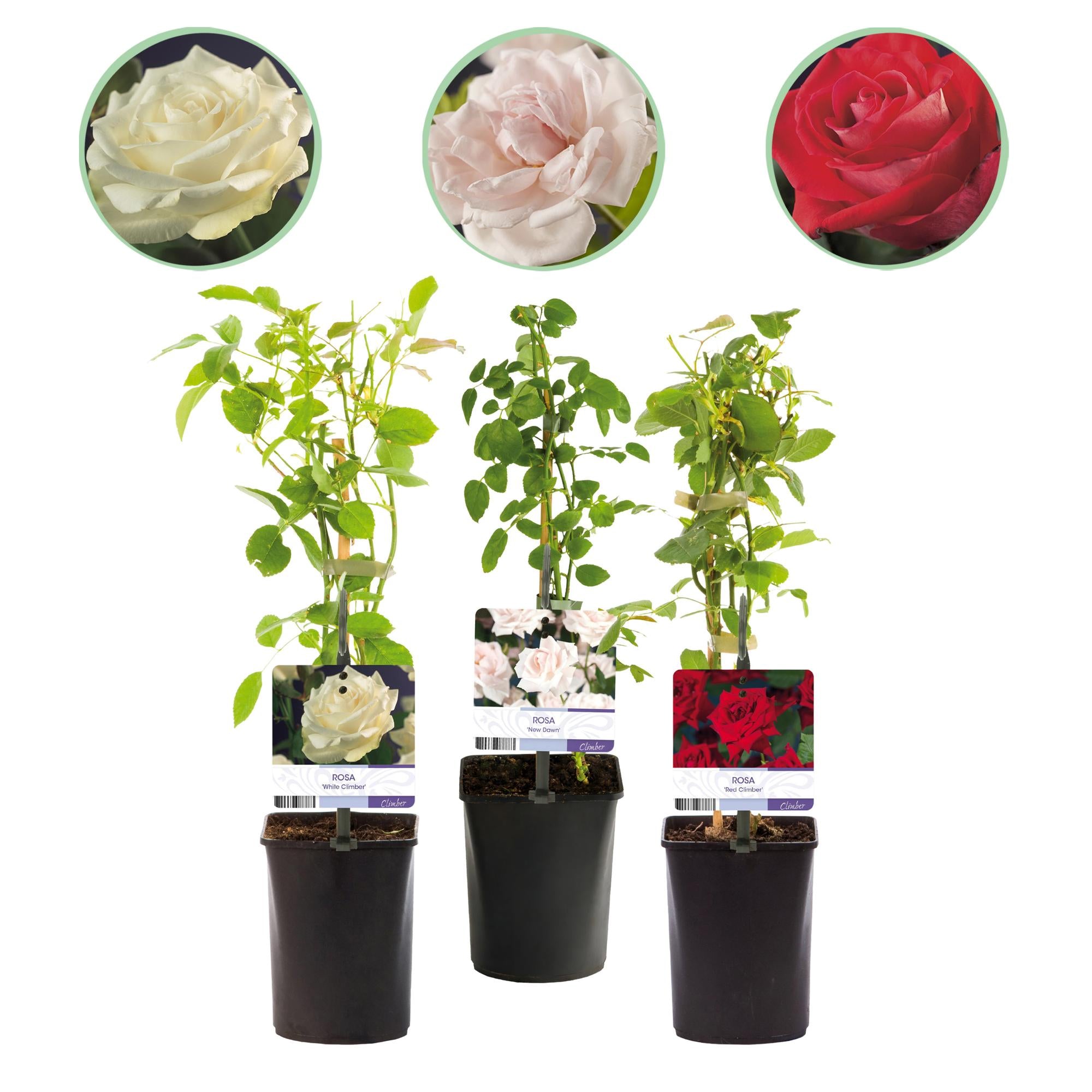 'Rosa Tricolour' klatrerose – flerfarvet blomstring, nem at passe, 3 planter i en 11 cm potte, 40 cm høj