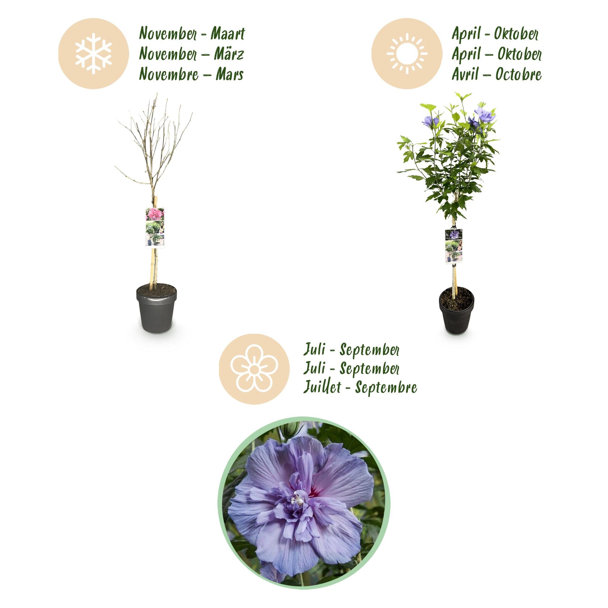 Hibiskus Blue Chiffon® – laubabwerfende, pflegeleichte Stammpflanze, 19 cm Topf, 90 cm hoch