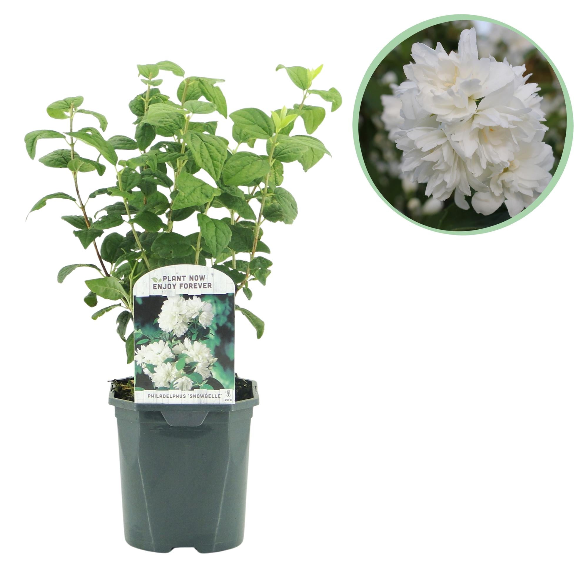 Mock orange 'Snowbelle' – løvfældende, hvide blomster, 17 cm potte, 45 cm