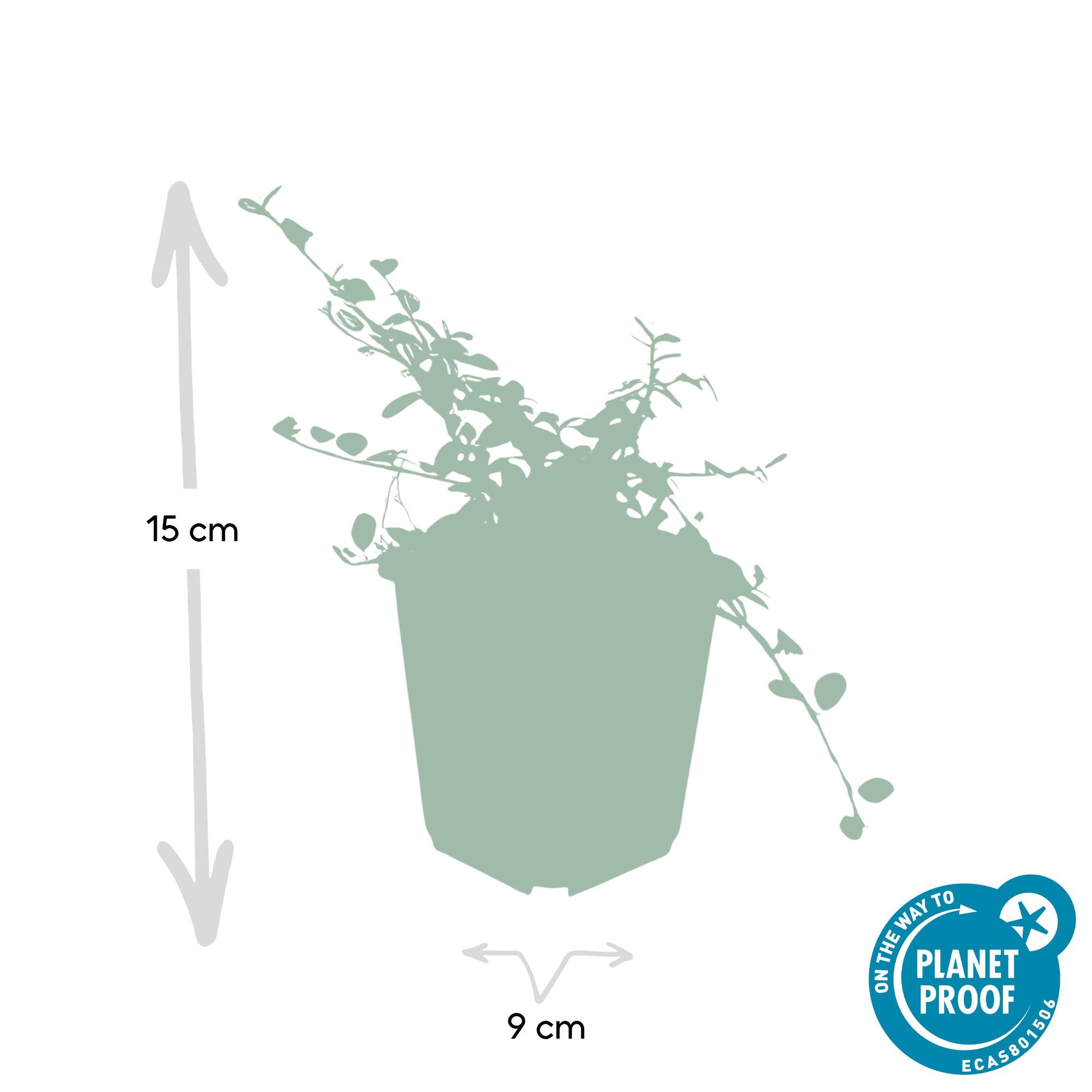 Zwergmispel ‘Streib’s Findling’ – 9 cm Topf, 10–25 cm Höhe