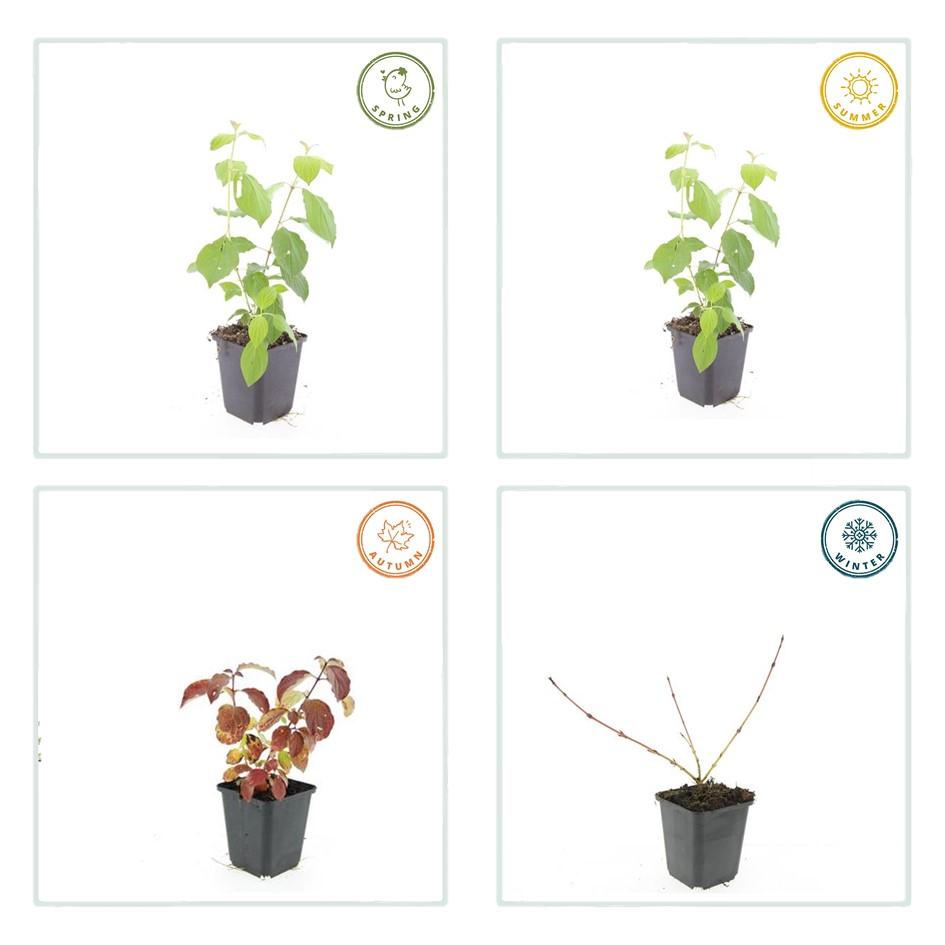 12x Cornus sang. 'Midvinterild' - ↕10-25cm - Ø9cm