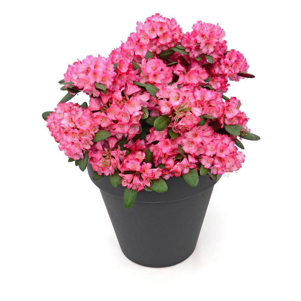 Rhododendron ‘Wine & Roses’ – immergrün, 13 cm Topf, 20 cm hoch