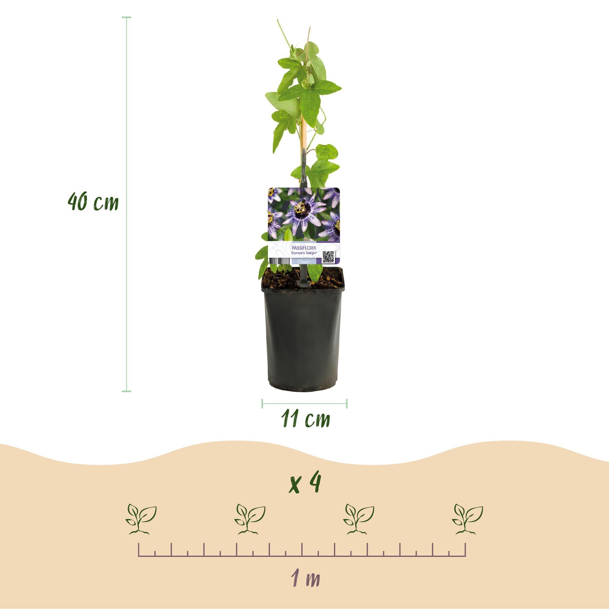 Passionsblomst 'Tricolour' – farverig klatreplante, 3 planter, 11 cm potte, 40 cm høj