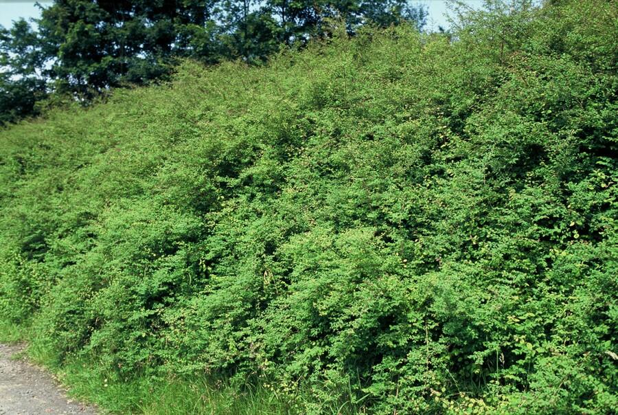 20x Symphoricarpos kap. 'Hancock' - ↕10-25cm - Ø9cm