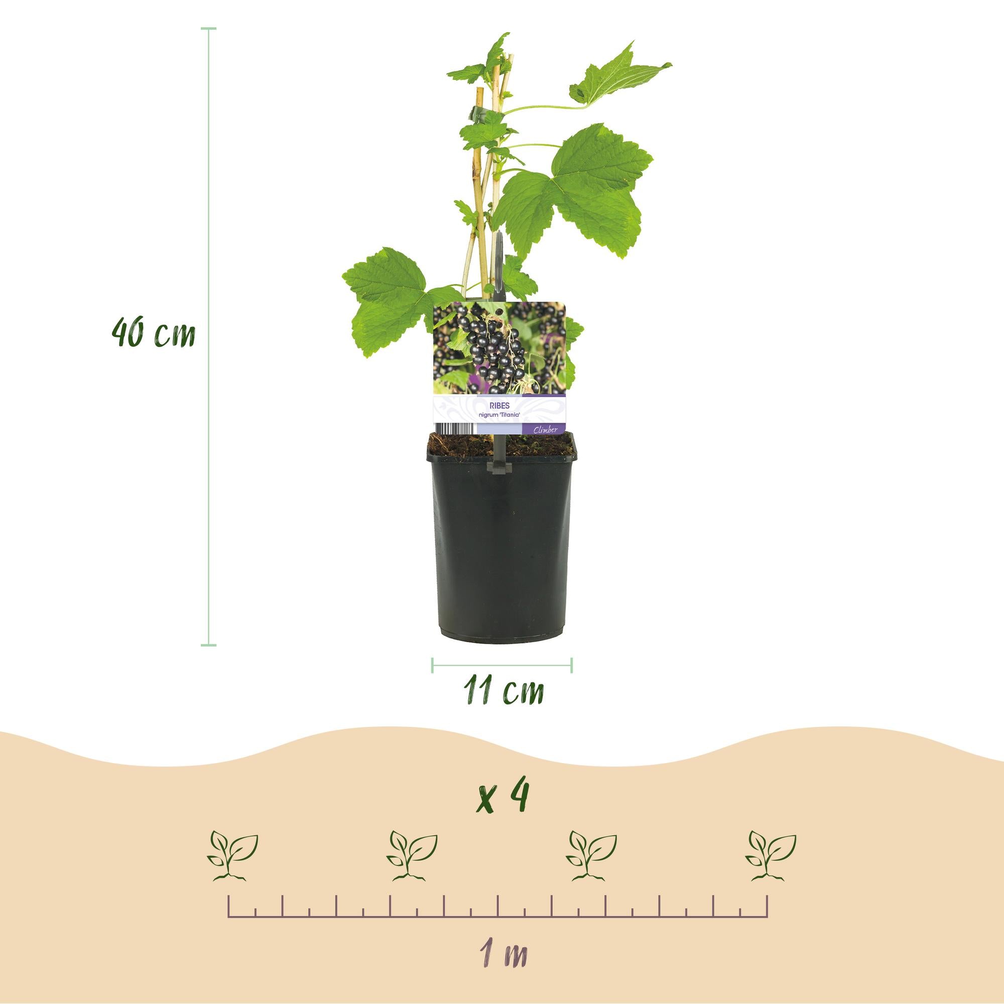 Blackcurrant “Titania” – 2 plants, approx. 40 cm tall, 11 cm pot