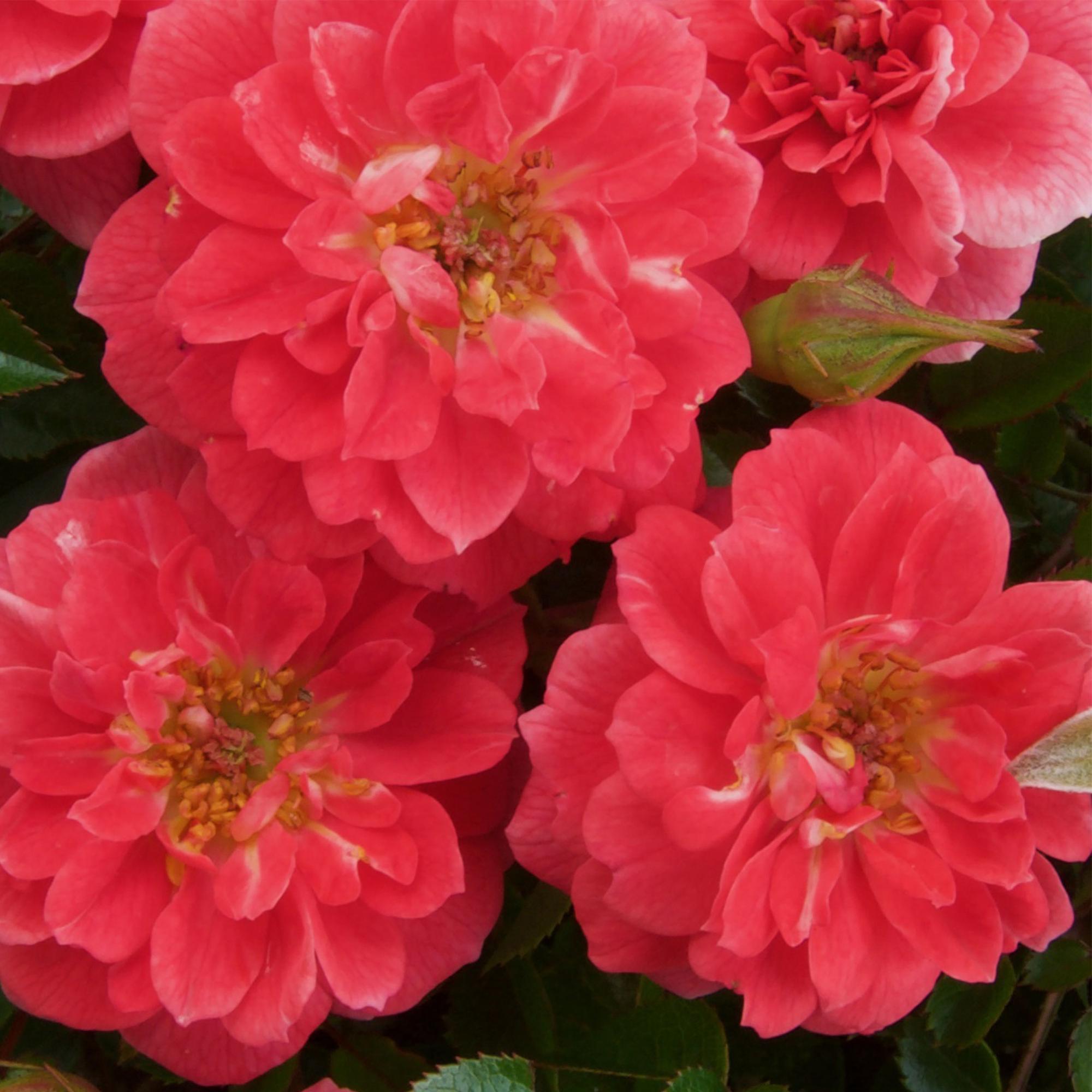 Rosa 'Salmon Queen' – climbing rose, salmon pink, easy to care for, 2 plants in 11 cm pots, 40 cm tall
