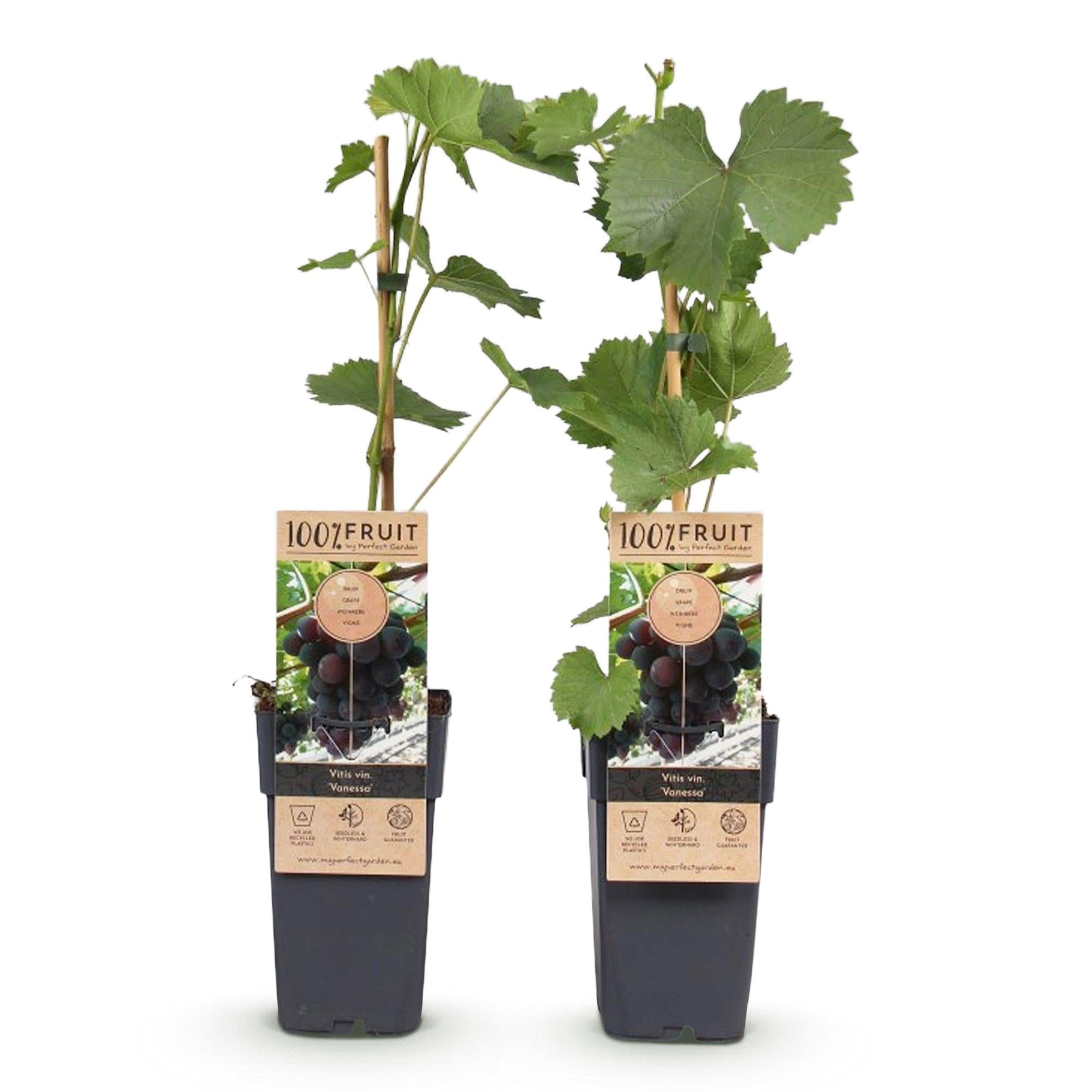 Kernlose Traube ‘Vanessa’ – Vitis vinifera, 2 Pflanzen, Topf 15 cm, Höhe 50 cm