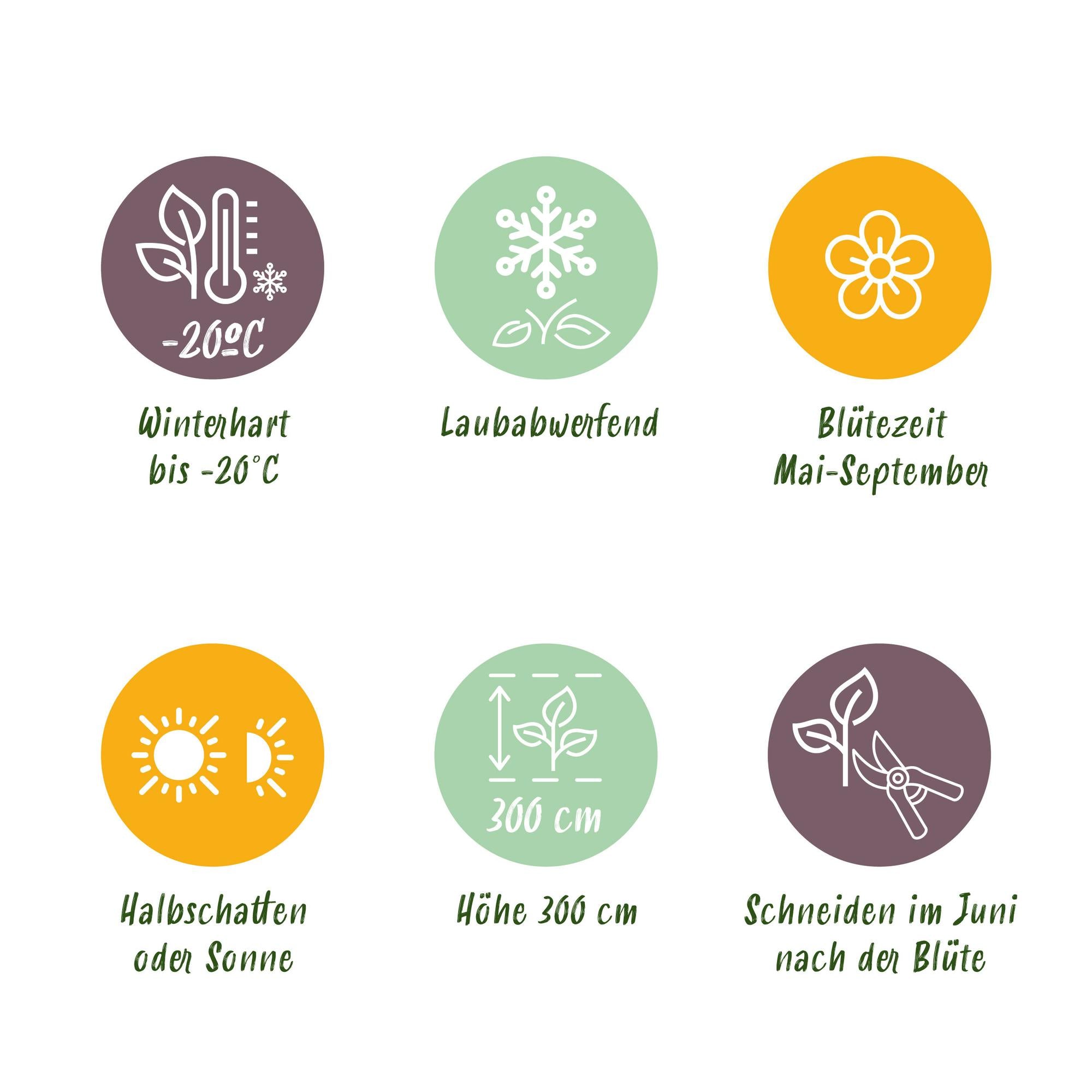 Klatreplante Clematis 'Tricolour' – Lyserød-hvid-lilla blomster, 3 planter, 11 cm potte, ca. 40 cm høj