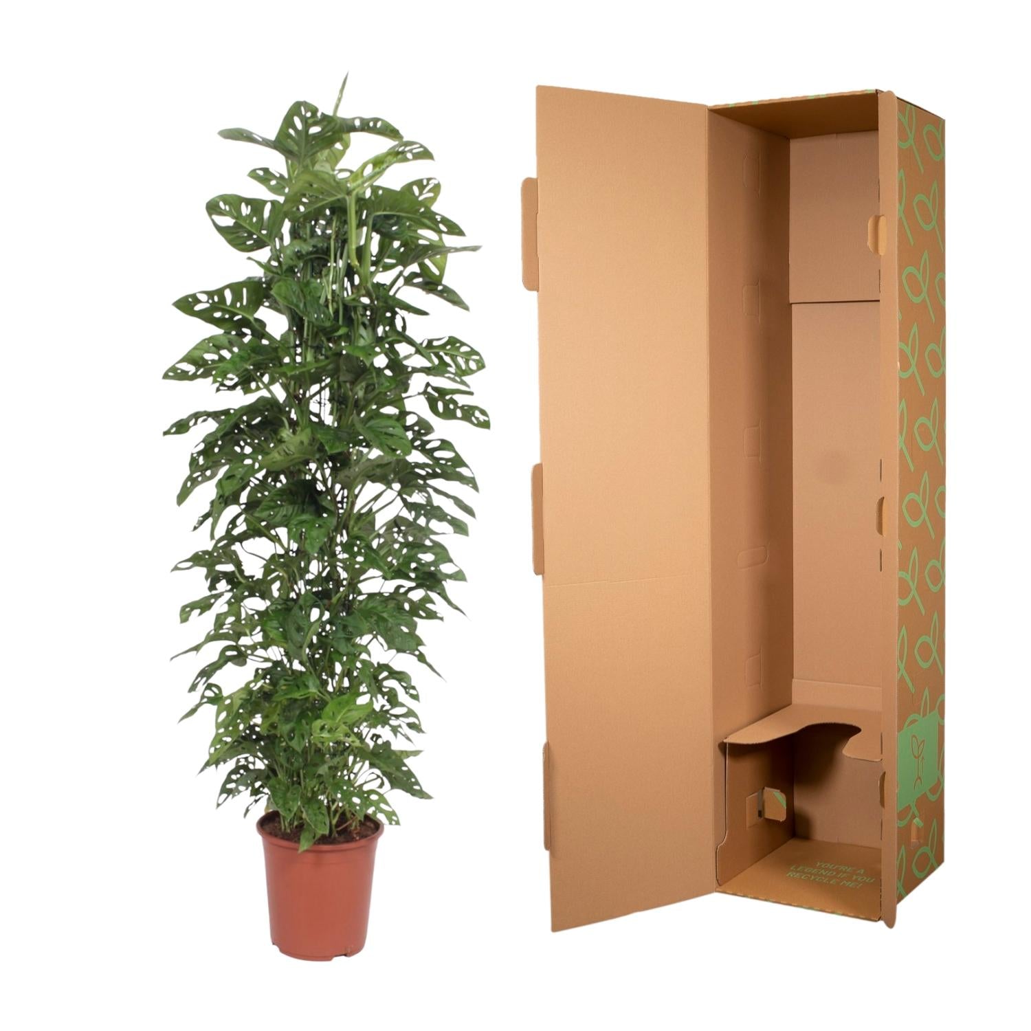 Monstera Abeblad – Vindueblad - 30-180 cm